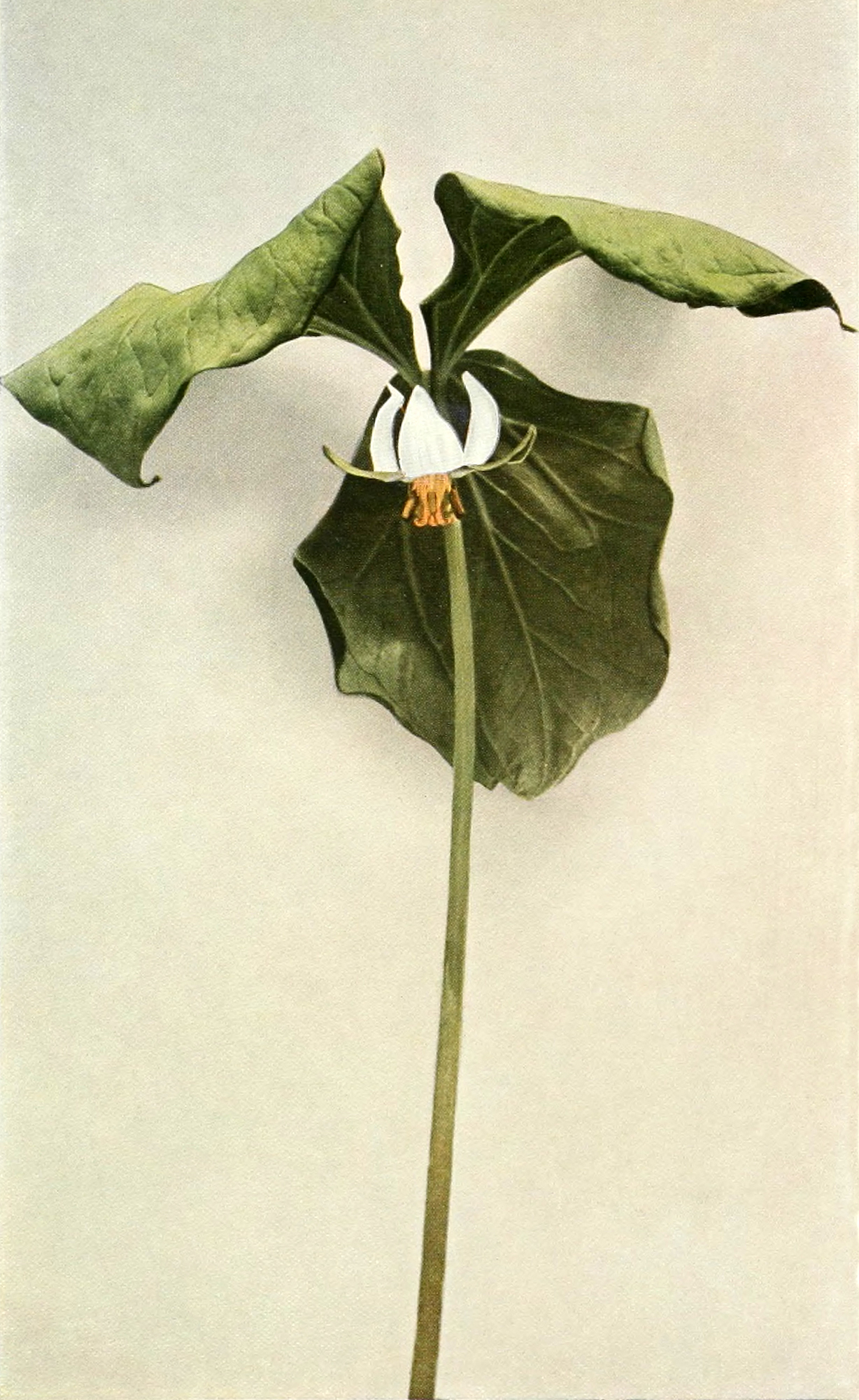 Drooping Trillium cernuum botanical illustration.
