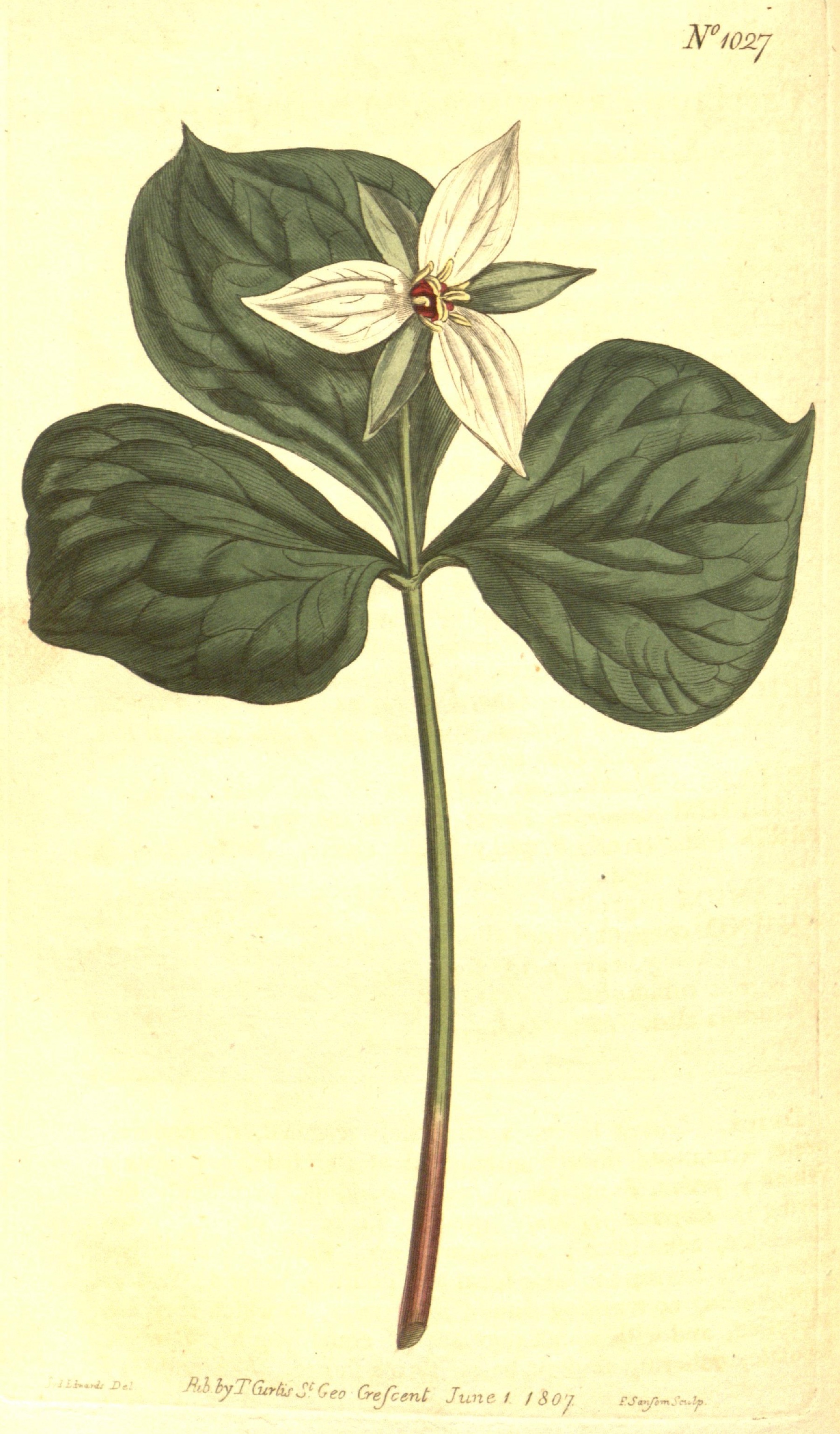 1807 Trillium erectum, Alba illustration.