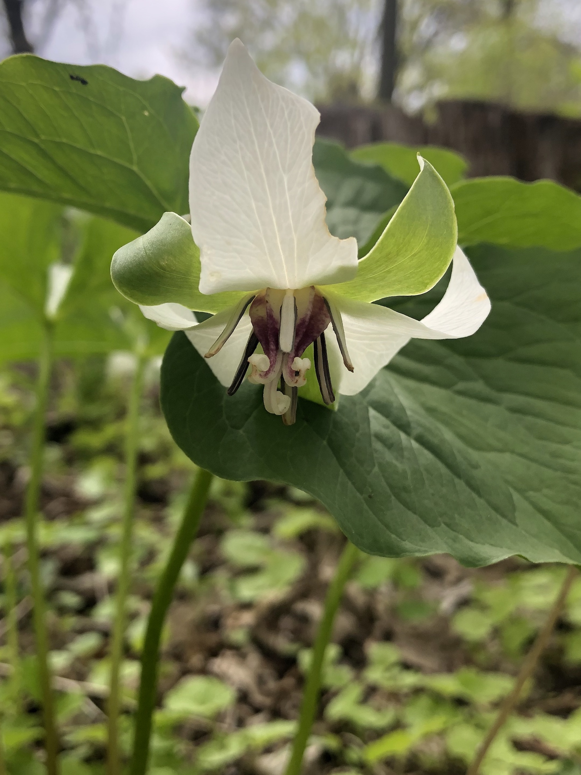 Drooping Trillium near Council Ring Spring in Madison, Wisconsin on May 10, 2021.