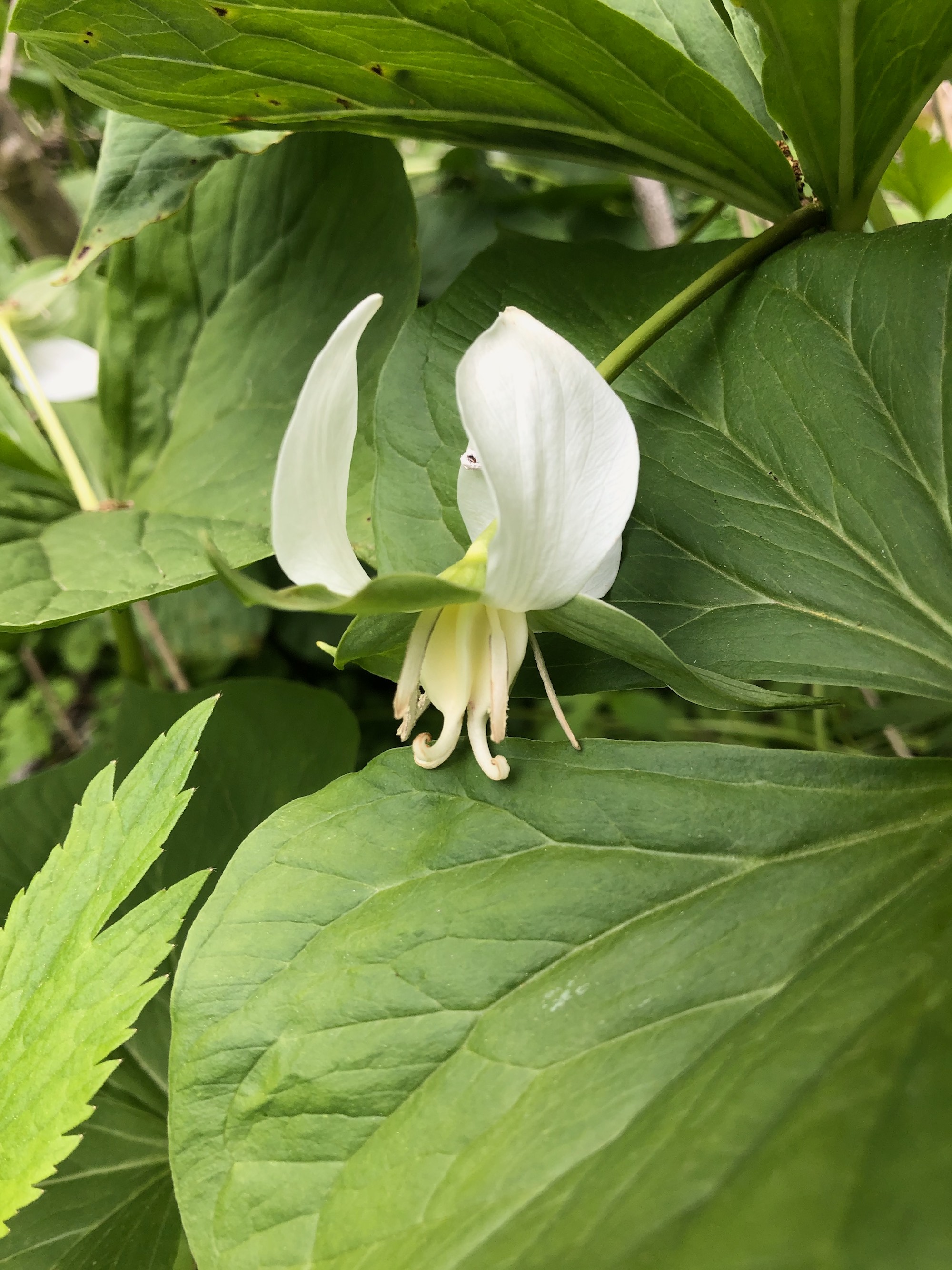 Drooping Trillium near Council Ring Spring in Madison, Wisconsin on May 18, 2021.