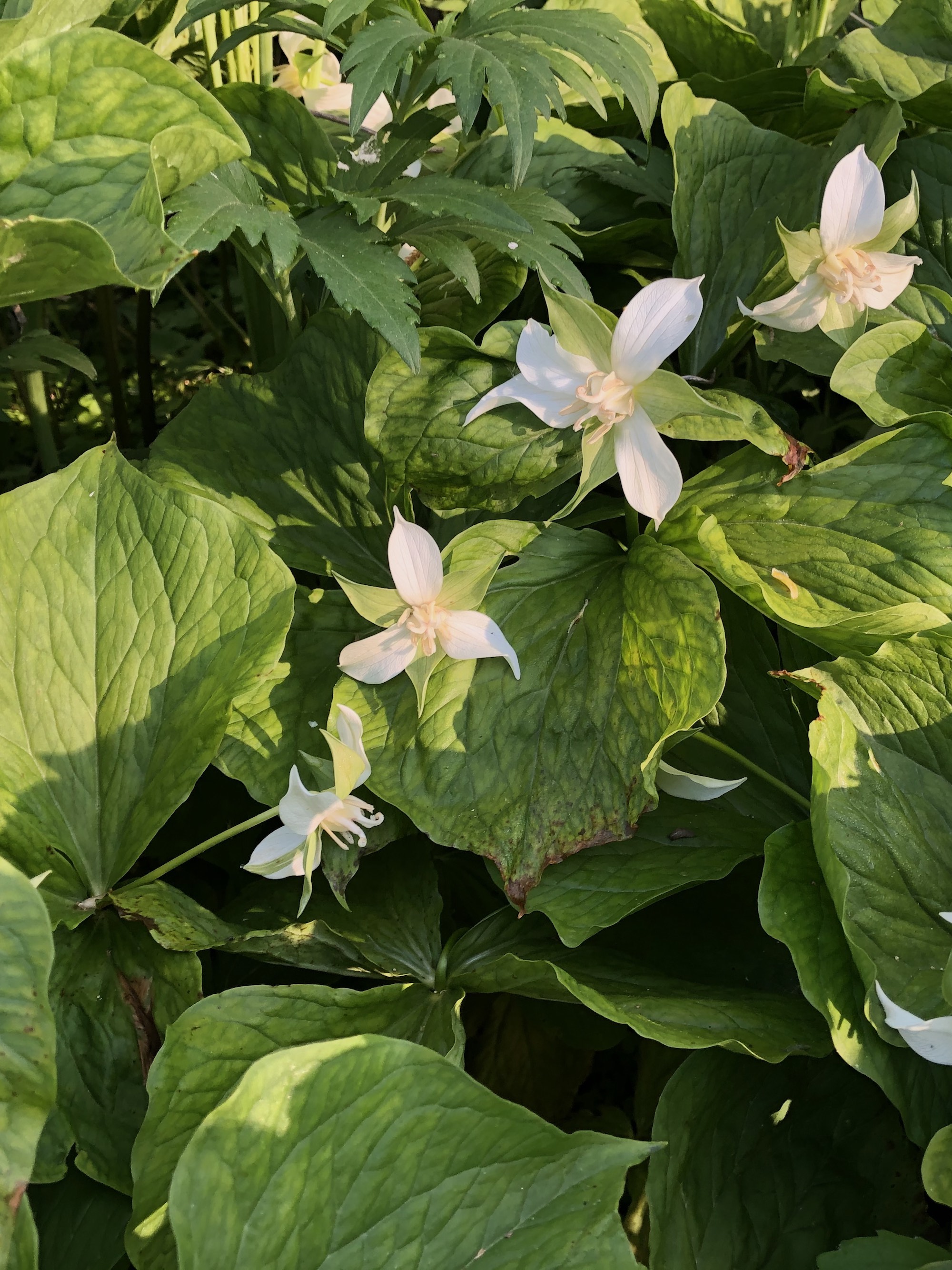 Drooping Trillium near Council Ring Spring in Madison, Wisconsin on May 14, 2021.