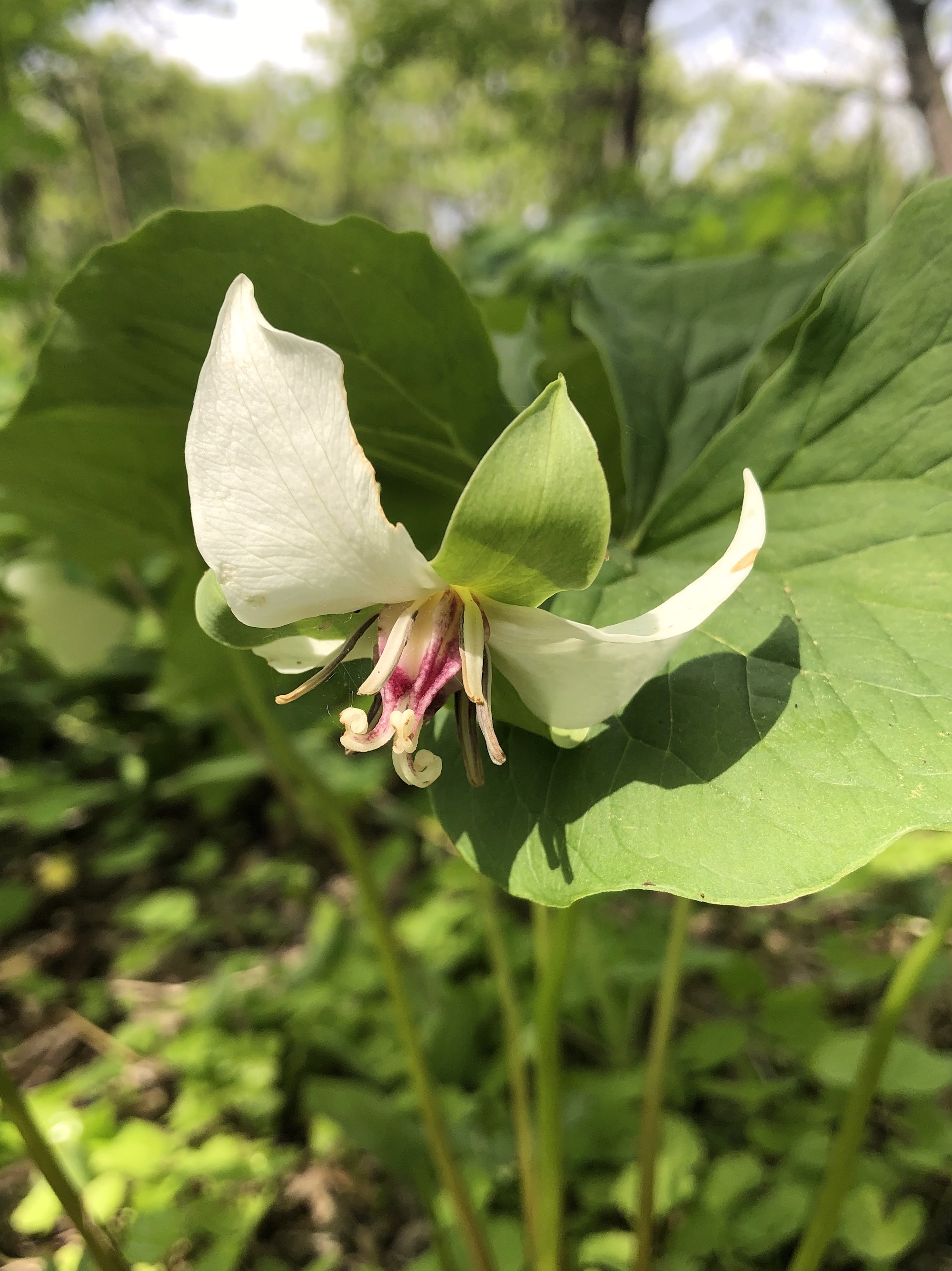 Drooping Trillium near Council Ring Spring in Madison, Wisconsin on May 16, 2021.