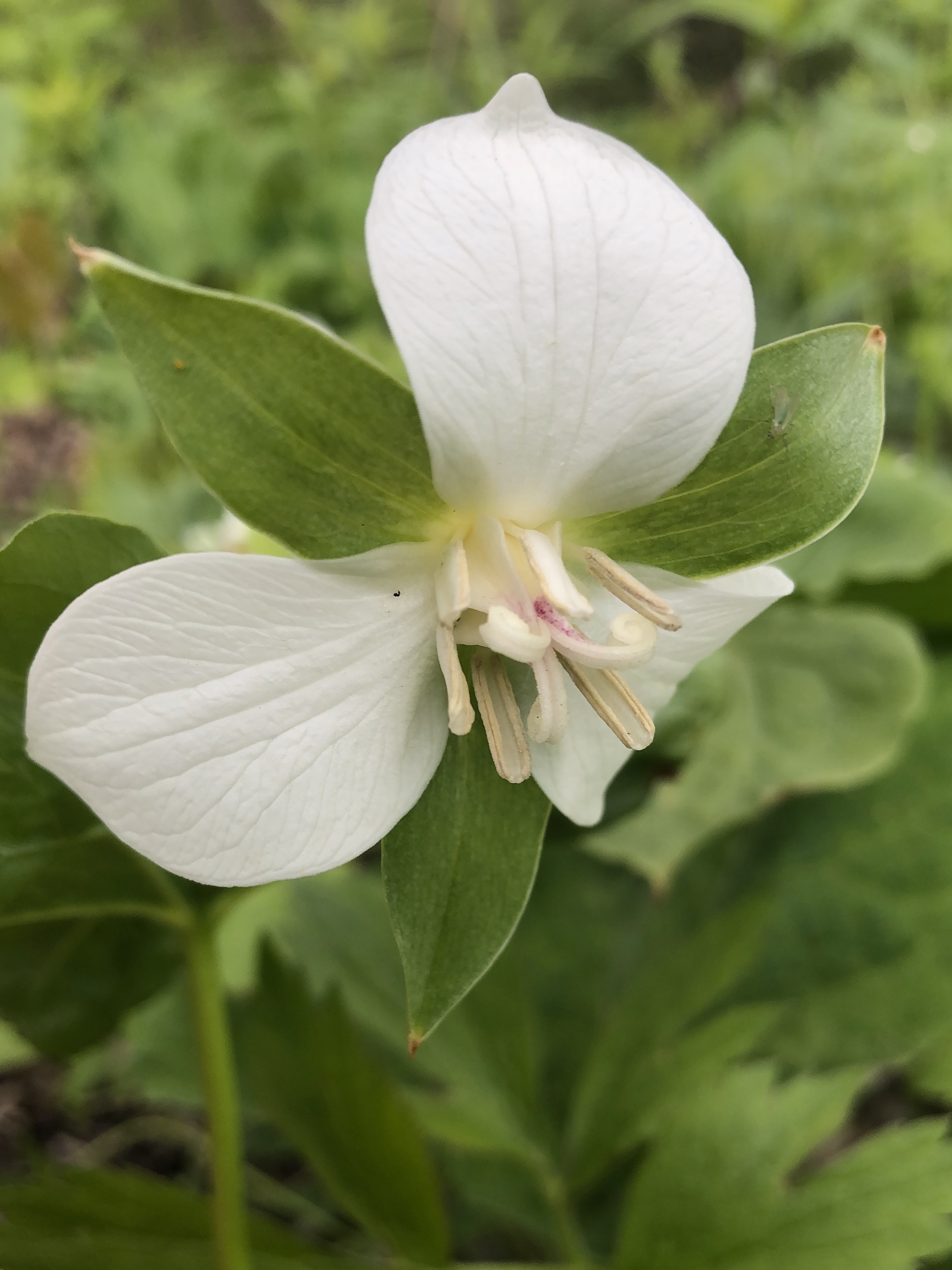 Drooping Trillium near Council Ring in Oak Savanna in Madison, Wisconsin on May 10, 2021.