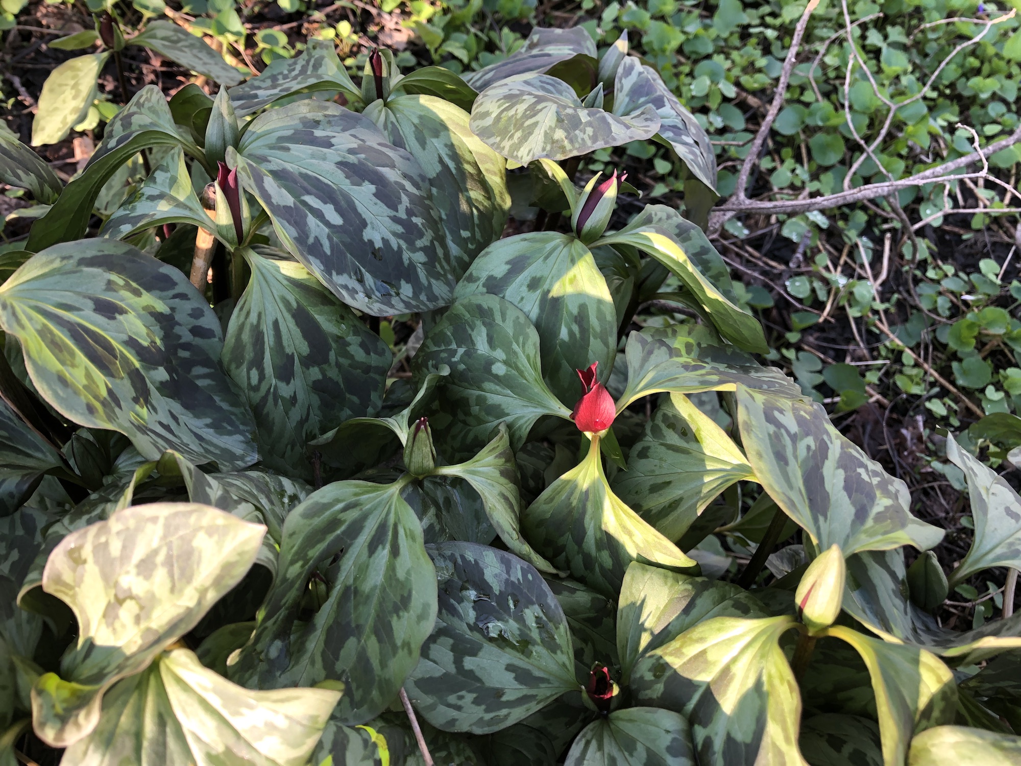 Trillium off of bike path between Marion Dunn and Duck Pond on April 26, 2019.