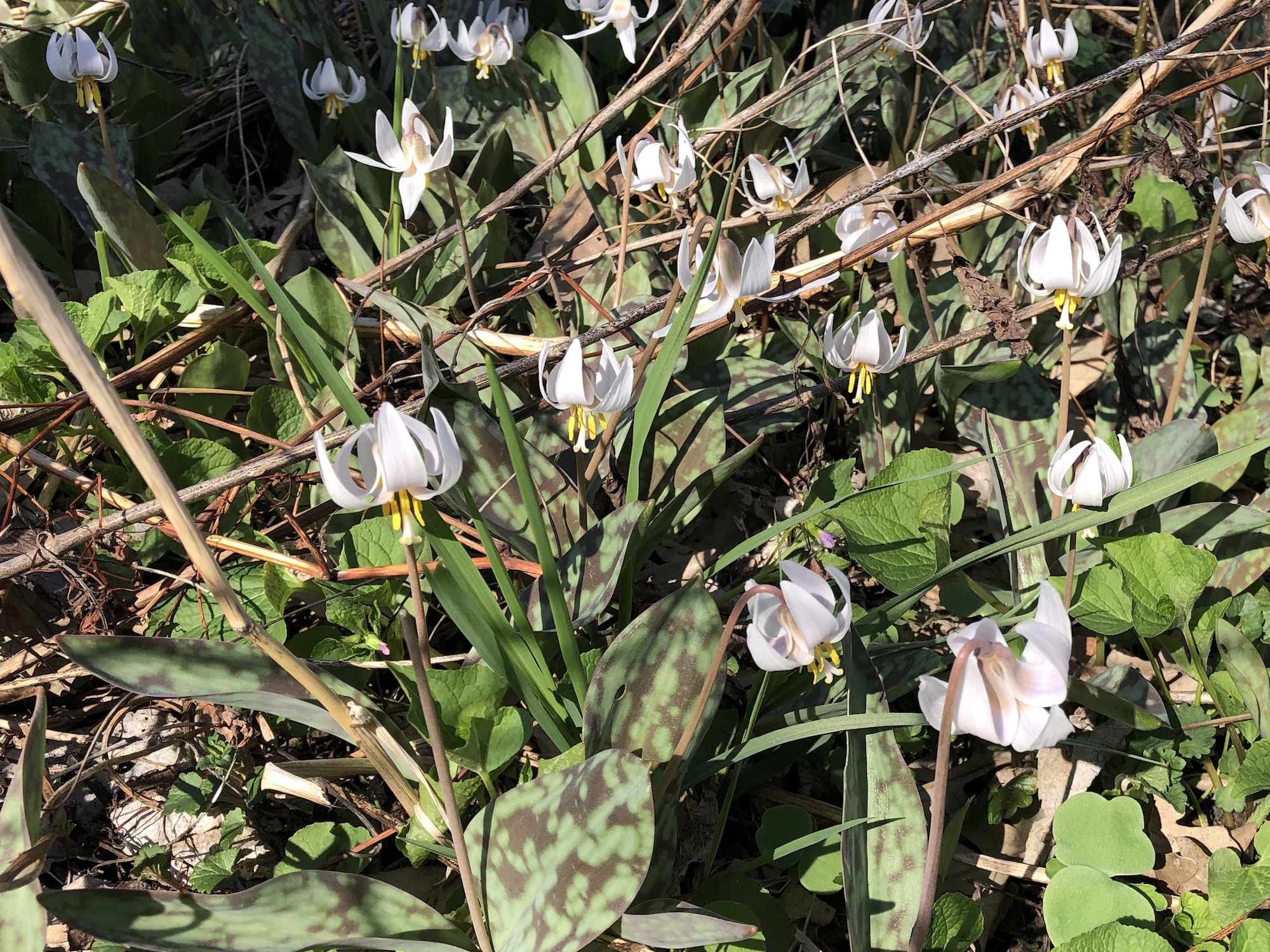 White Trout Lilies photo taken on April 21, 2019 in Madison, Wisconsin in the Oak Savanna and near the Council Ring.
