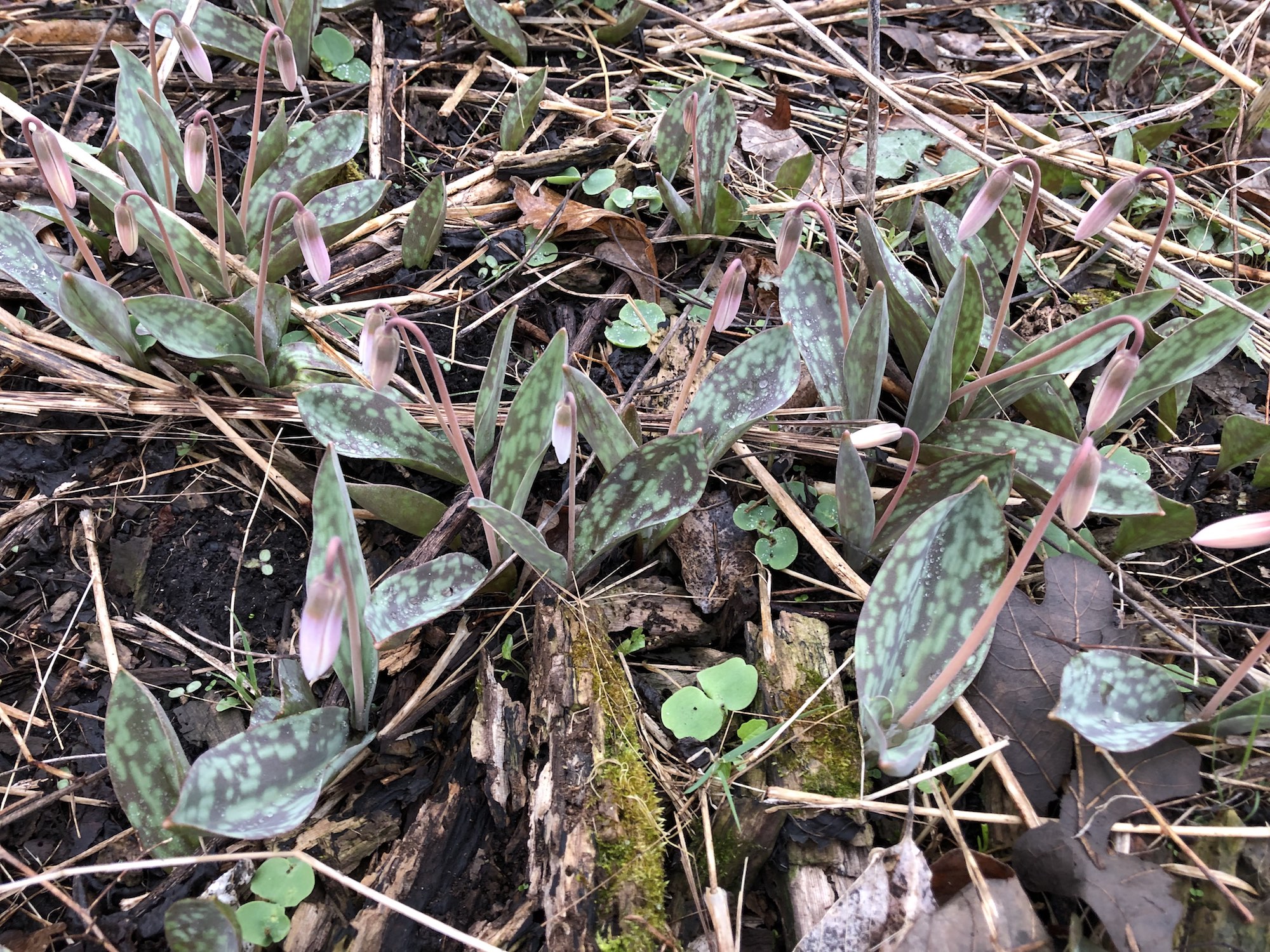 White Trout Lilies on April 18, 2019 near Council Ring.