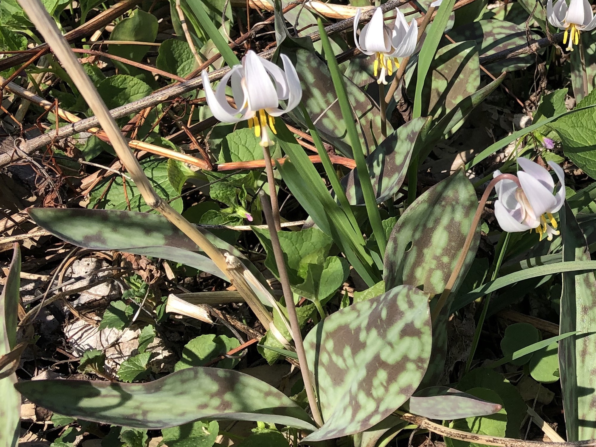 White Trout Lilies photo taken on April 21, 2019 in Madison, Wisconsin.