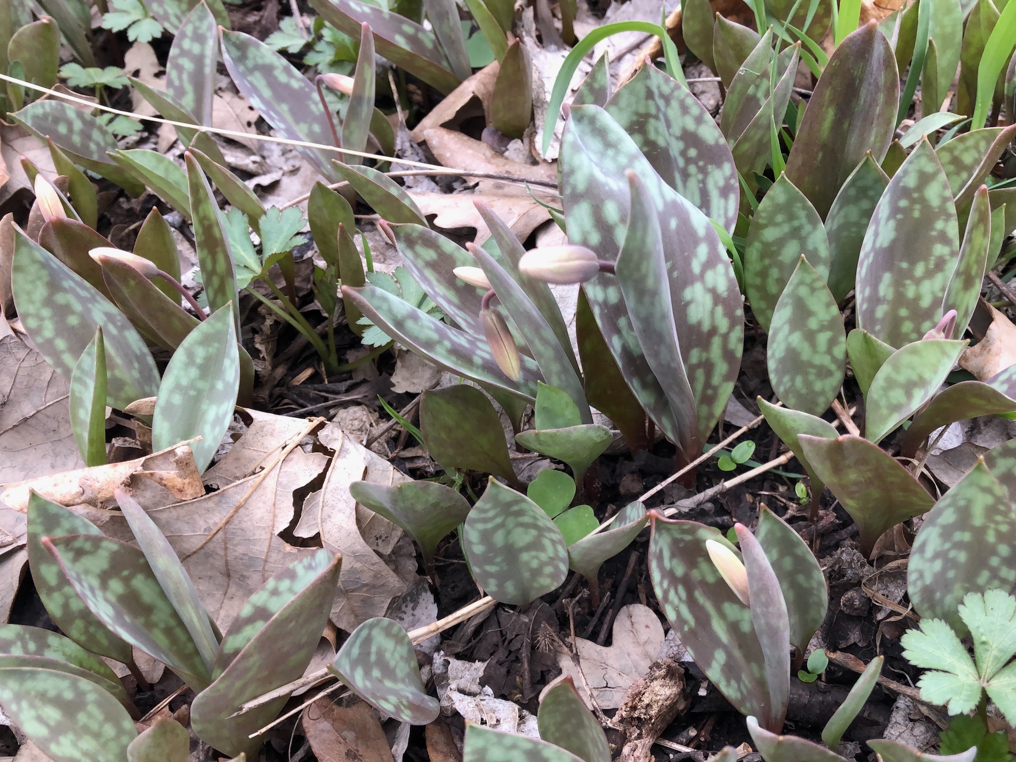 White Trout Lilies on April 18, 2019 near Council Ring.
