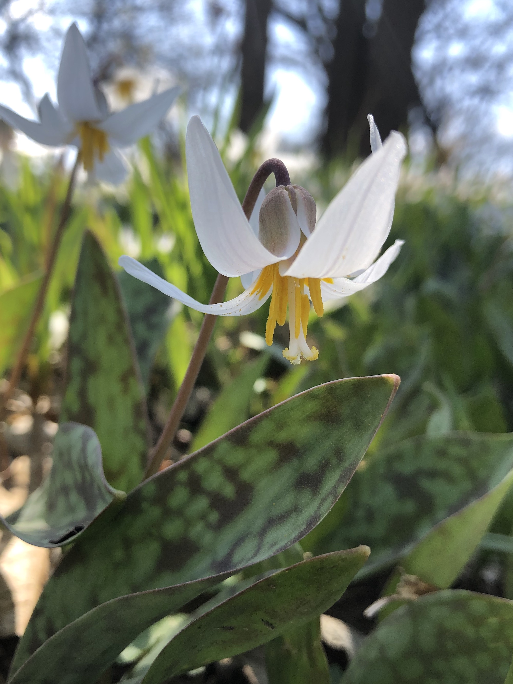 Trout Lily in Oak Savanna near Council Ring in Madison, Wisconsin on April 22, 2021.