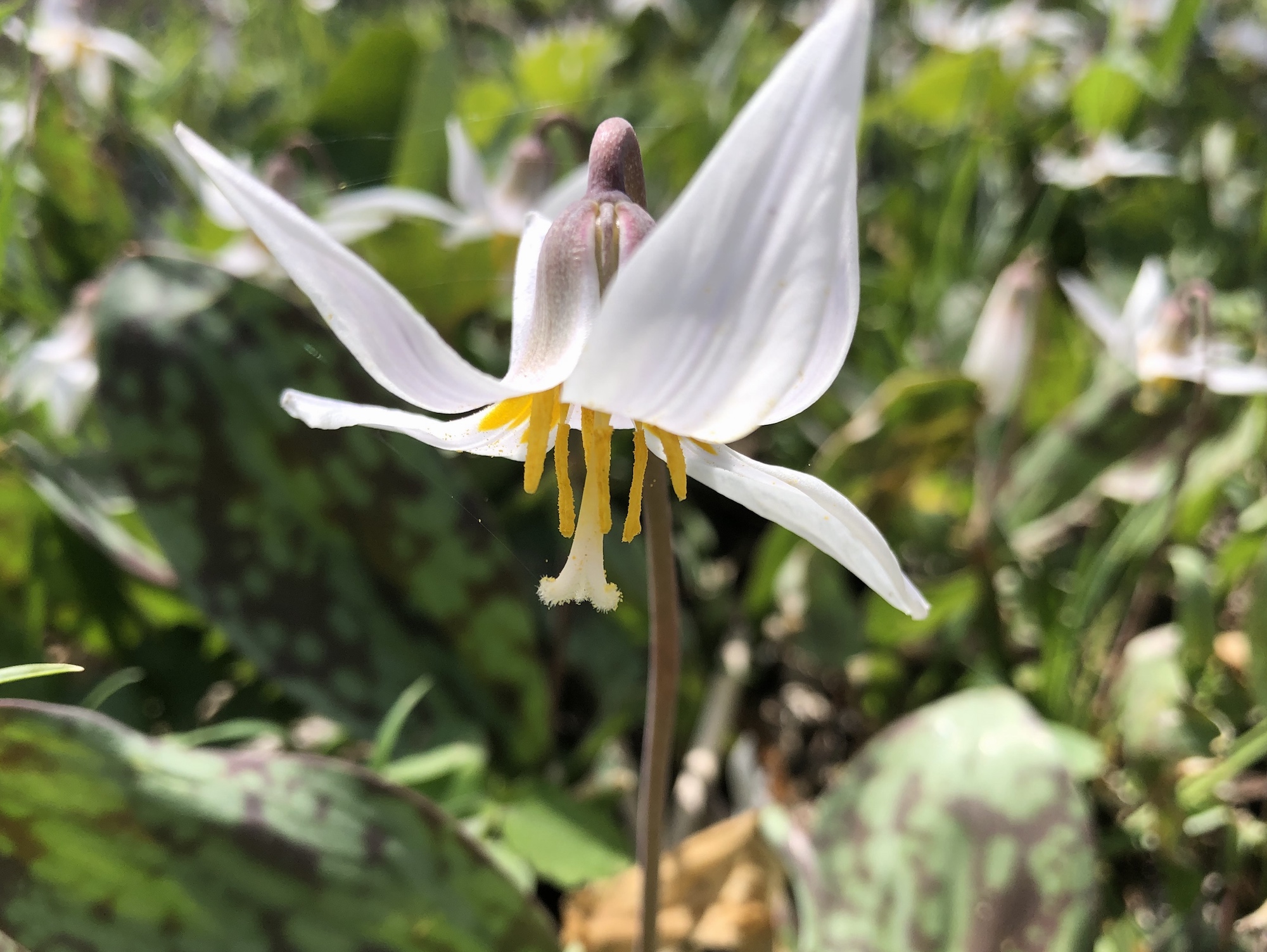 Trout Lily in Oak Savanna by Council Ring in Madison, Wisconsin on May 1, 2020.