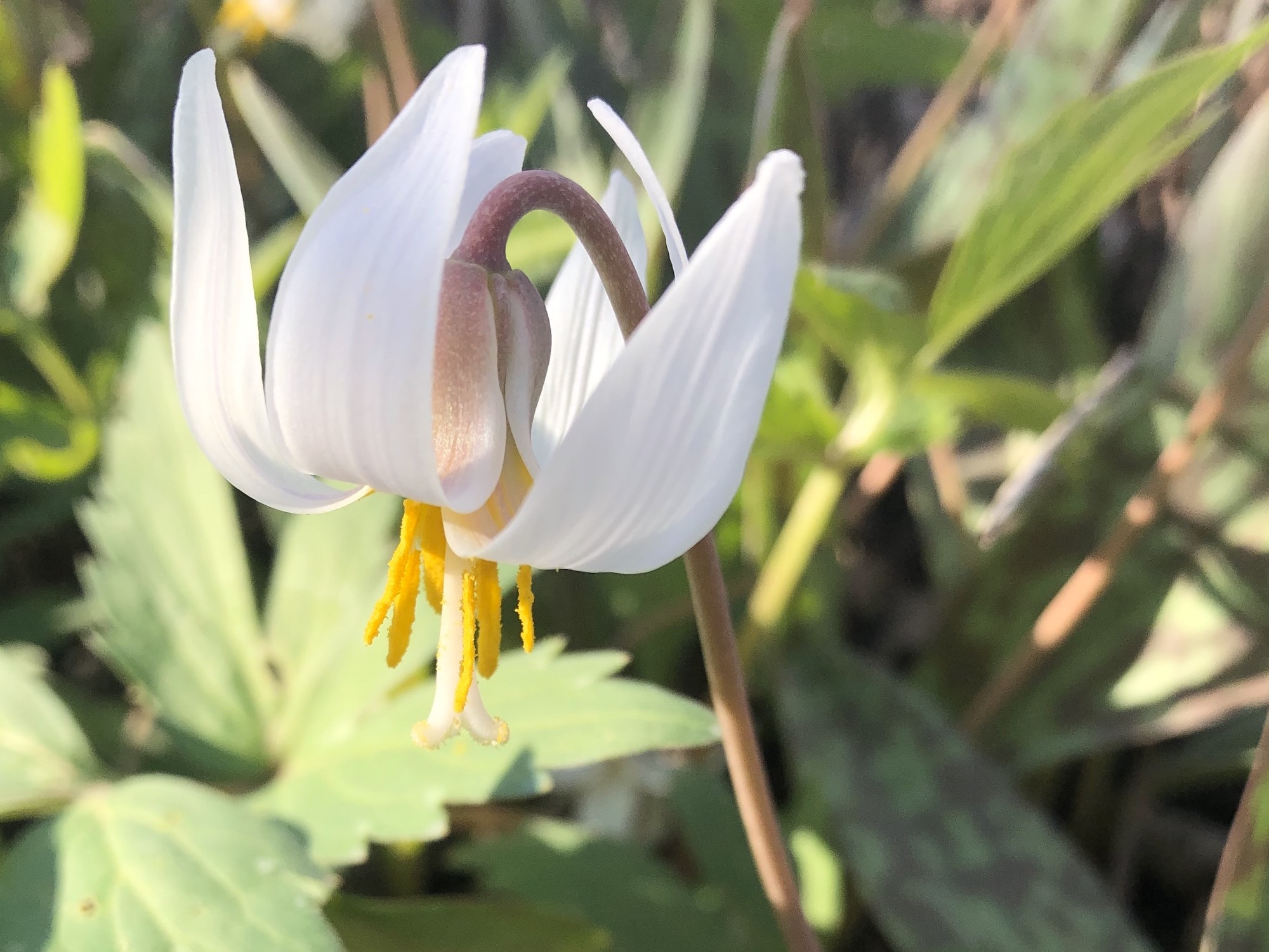 Trout Lily in Oak Savanna in Madison, Wisconsin on April 16, 2021.