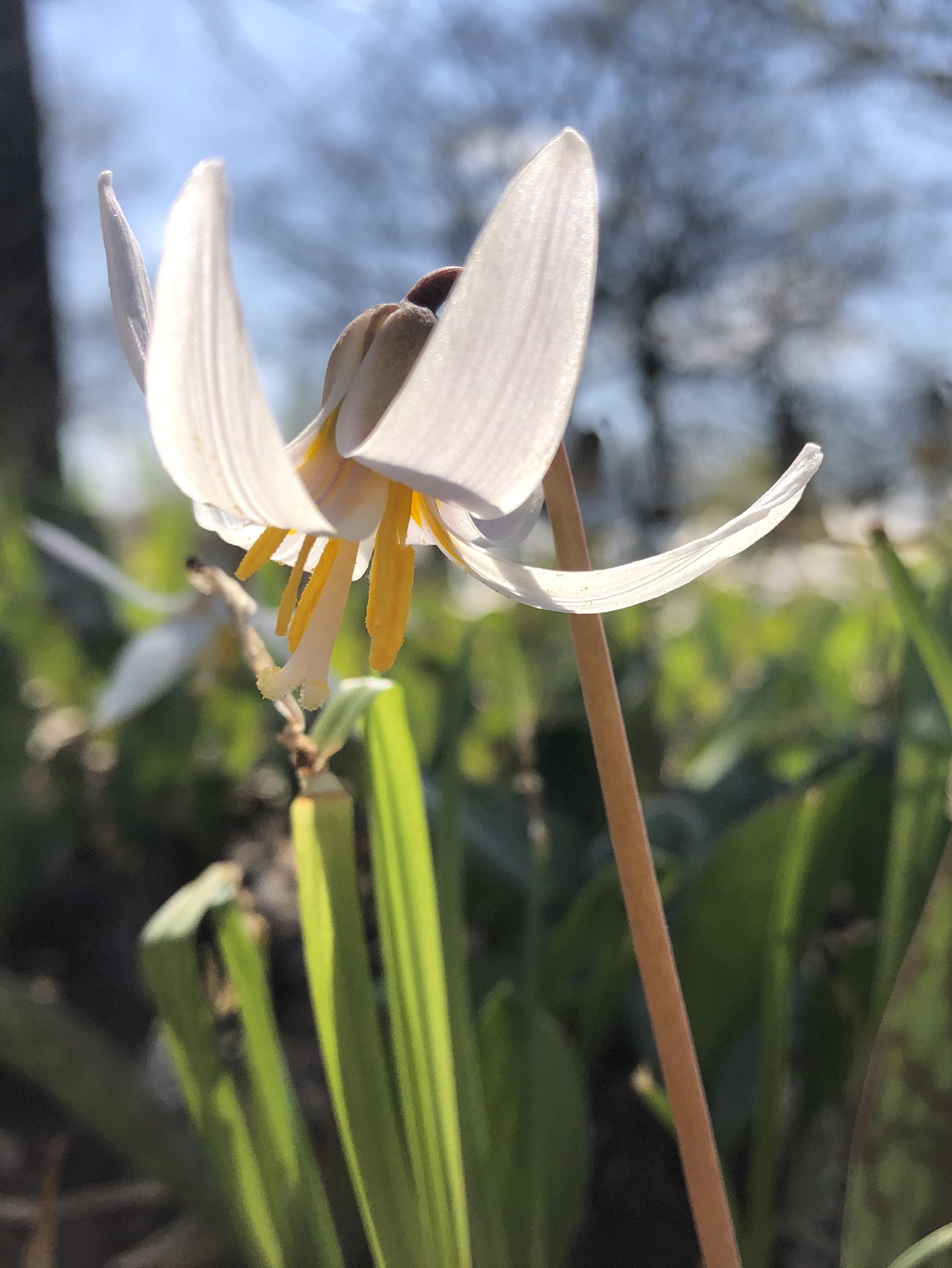Trout Lily in Oak Savanna near Council Ring in Madison, Wisconsin on April 22, 2021.