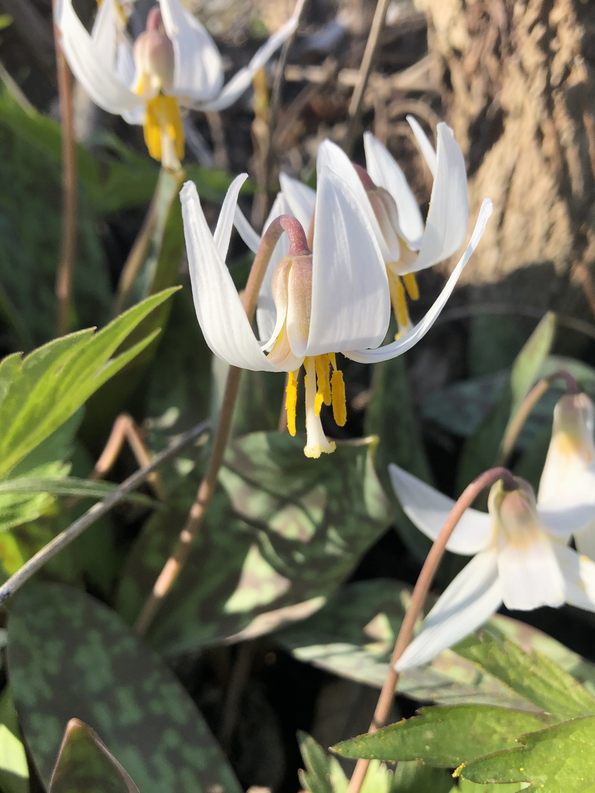 Trout Lily in Oak Savanna in Madison, Wisconsin on April 16, 2021.