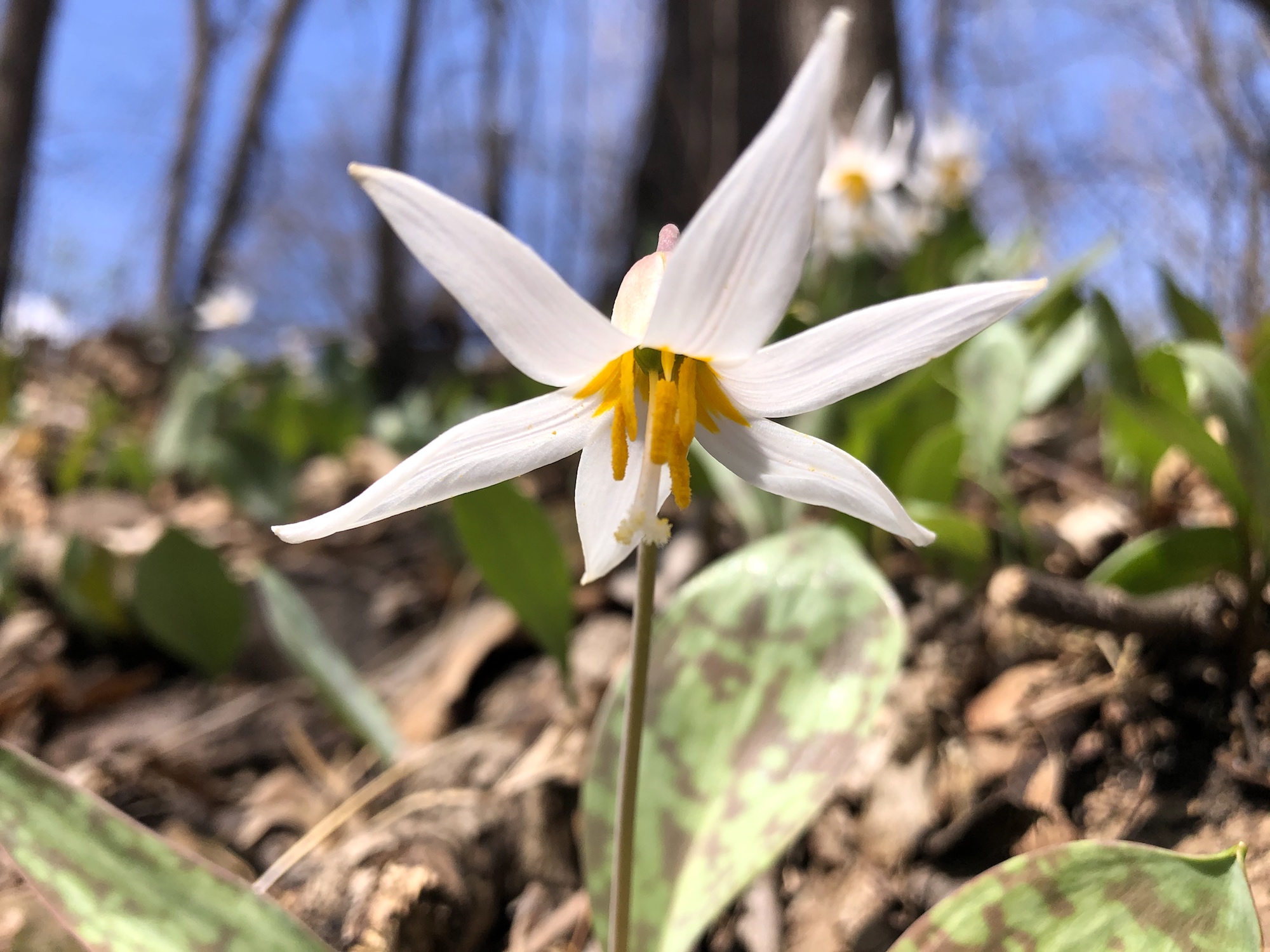 Trout Lily behind Edgewood on Park & Pleasure Drive in Madison, Wisconsin on April 17, 2021.