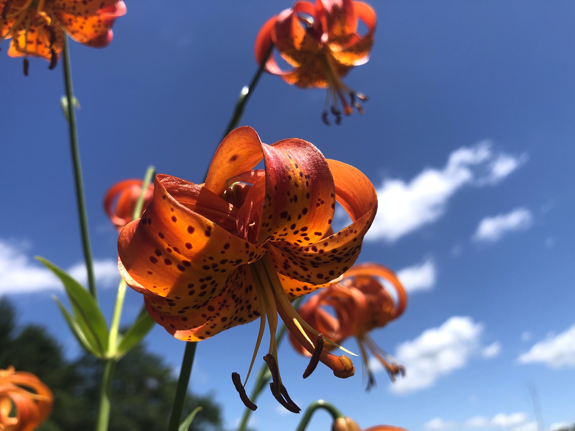 Michigan Lily in University of Wisconsin Arboretum's Curtis Prairie on July 10, 2020.