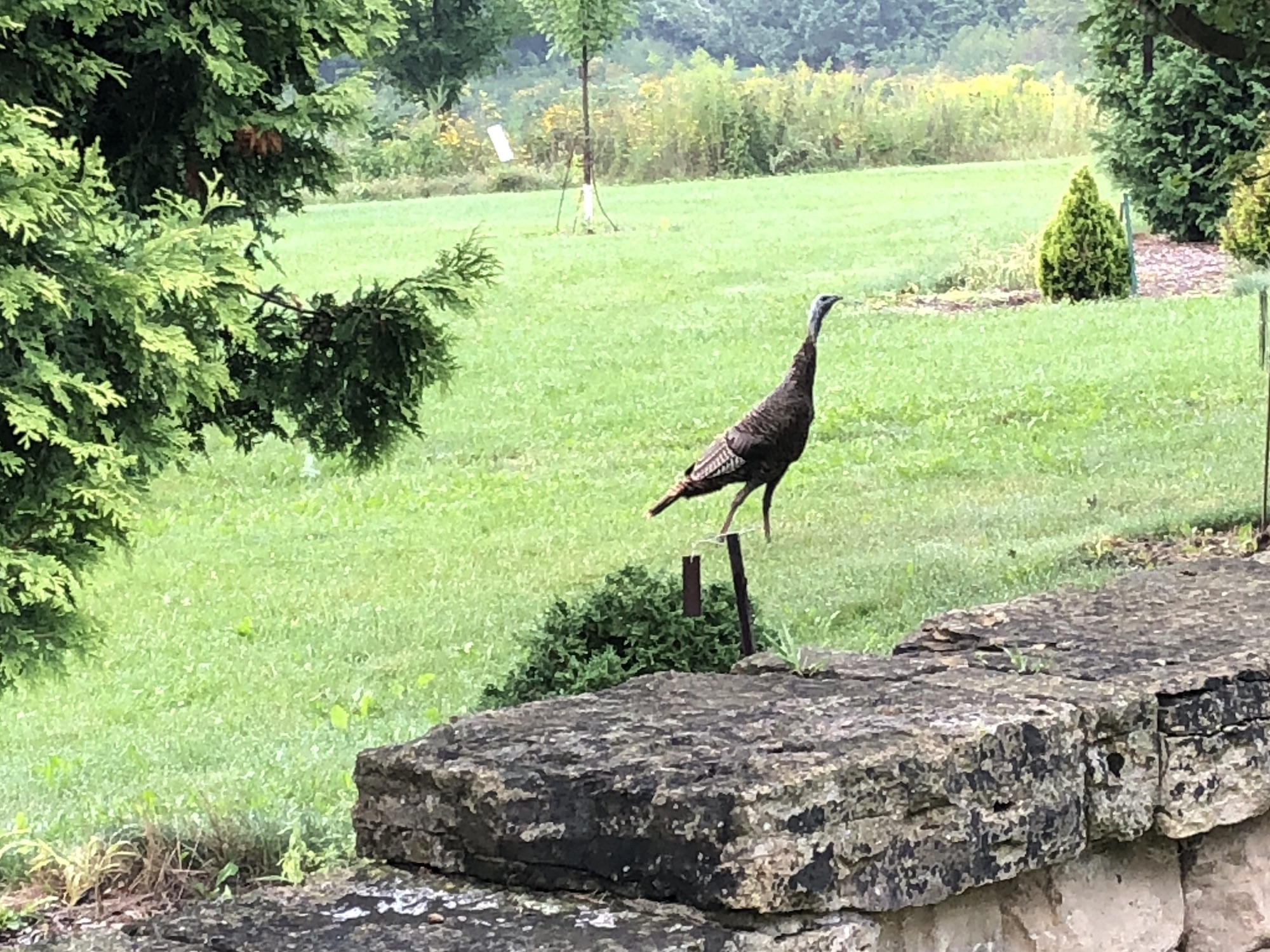 Wild Turkeys near Stevens Pond retention pond in Madison, Wisconsin on August 19, 2018.