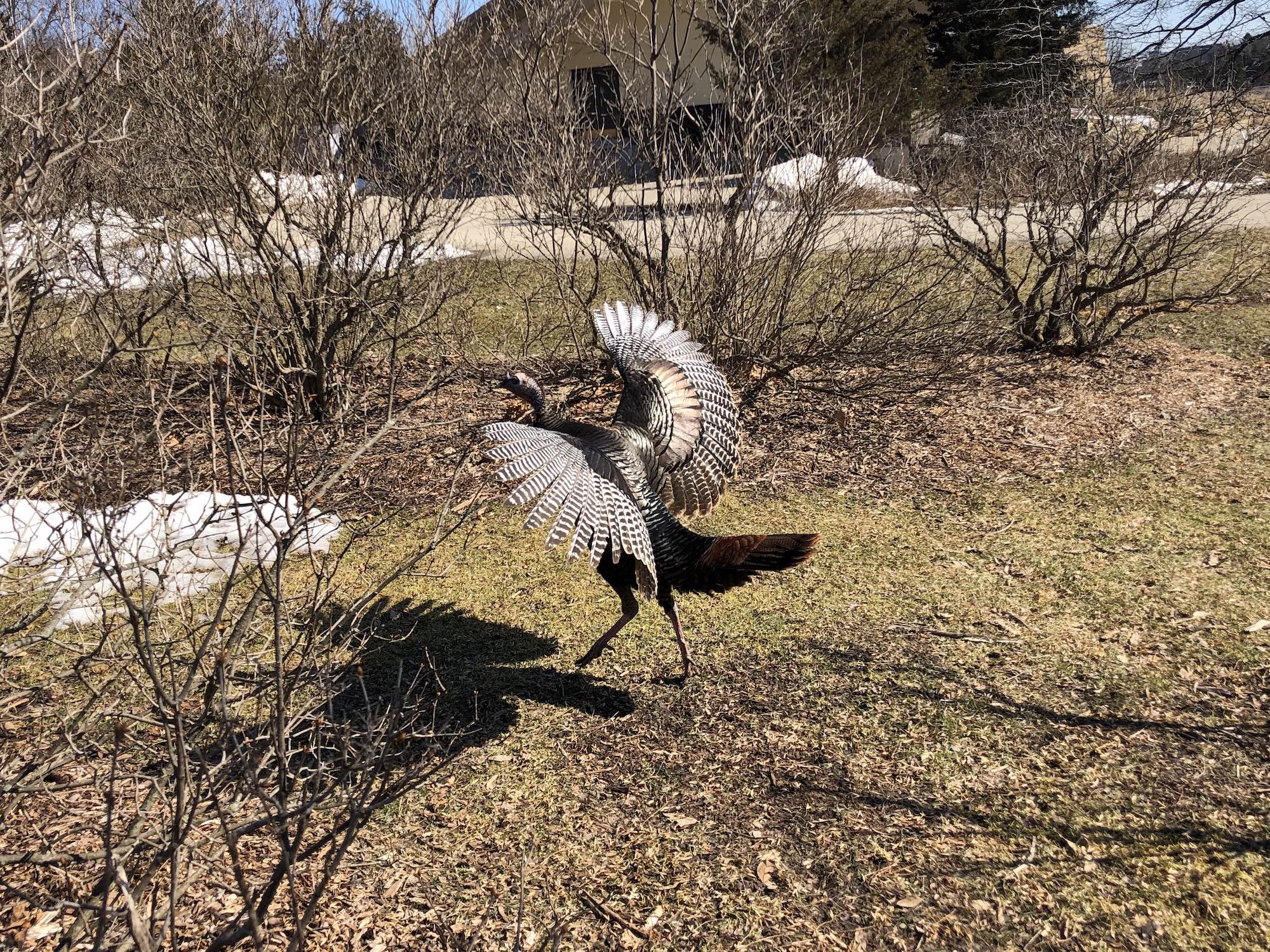 Wild turkey in Longenecker Gardens at the University of Wisconsin Arboretum on March 17, 2019.