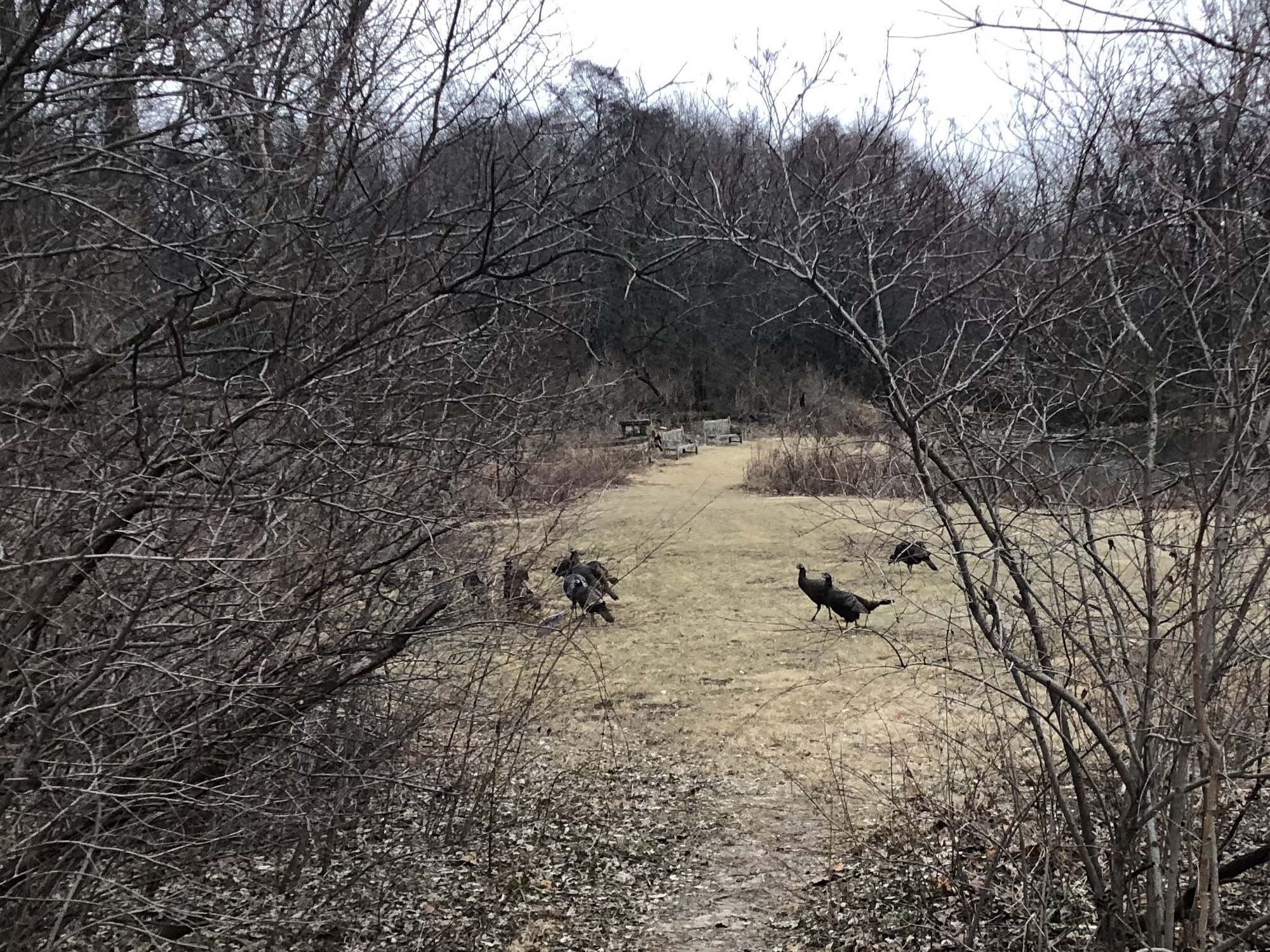 Wild Turkeys near Duck Pond in Madison, Wisconsin on January 9, 2019.