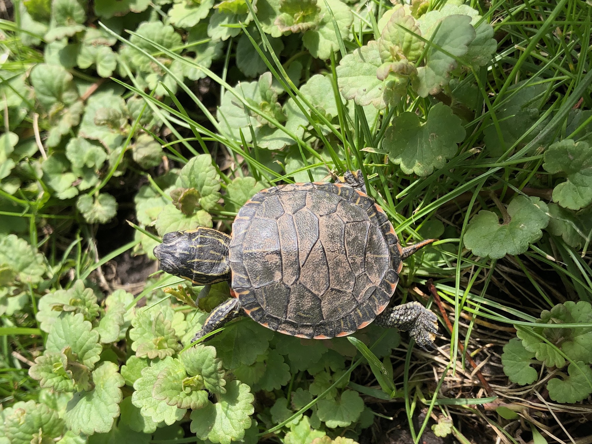 Baby Painted Turtle (Chrysemys picta marginata - Midland) found crossing Mandan Cresent in Madison, Wisconsin on May 6, 2019.