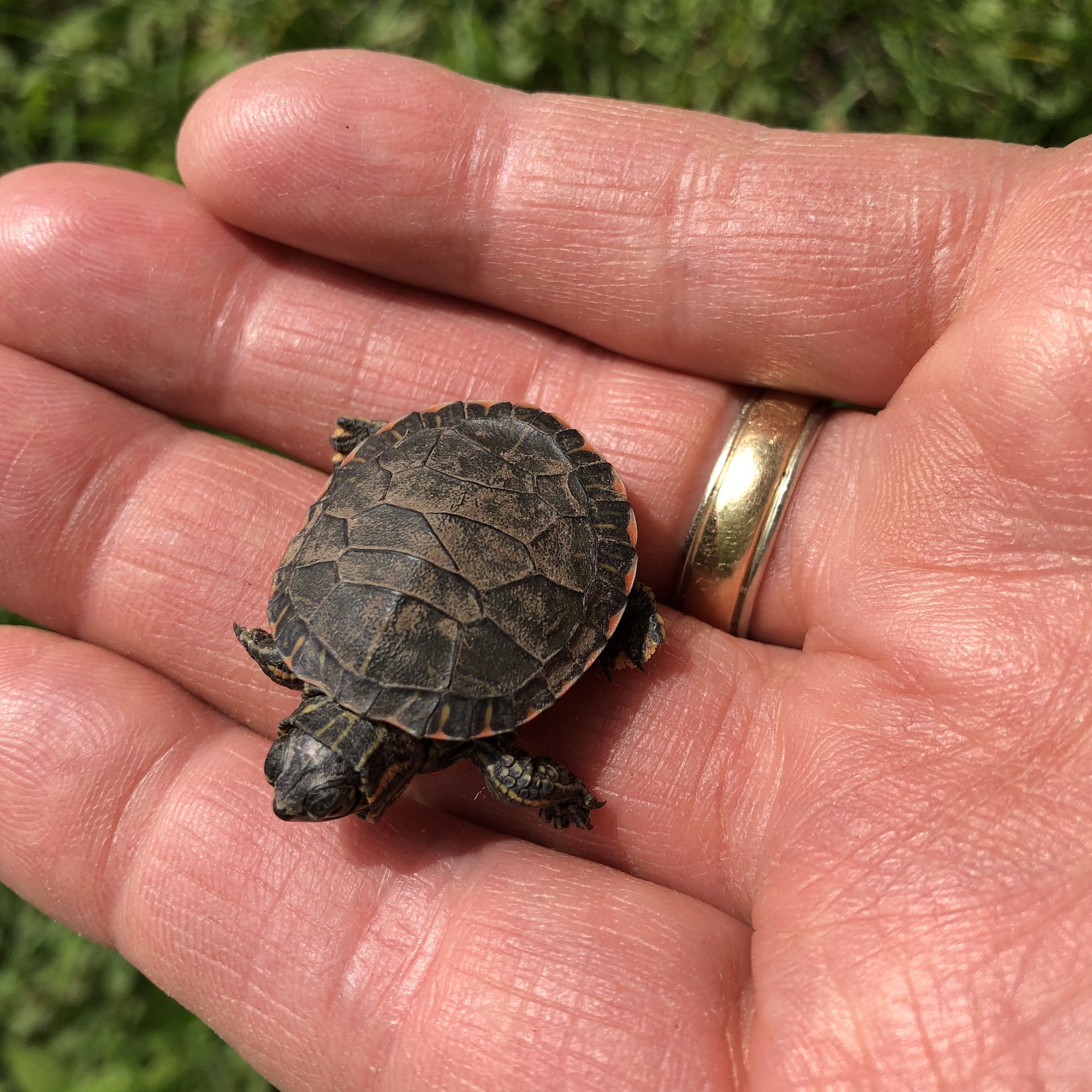 Baby Painted Turtle (Chrysemys picta marginata - Midland) found crossing Mandan Cresent in Madison, Wisconsin on May 6, 2019.