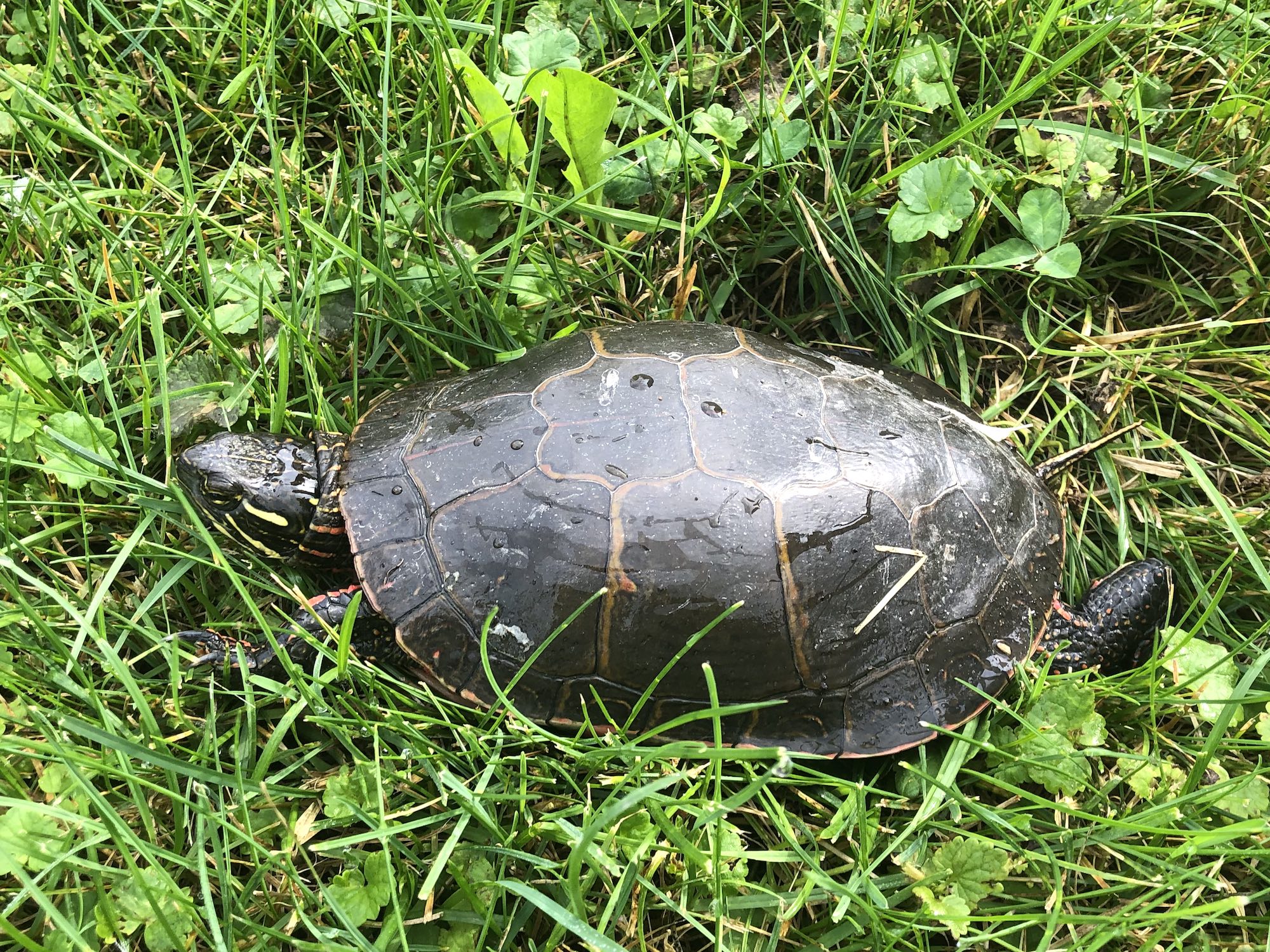 Painted Turtle in E. Ray Stevens Pond and Aquatic Gardens on corner of Manitou Way and Nakoma Road in Madison, Wisconsin on June 30, 2019.