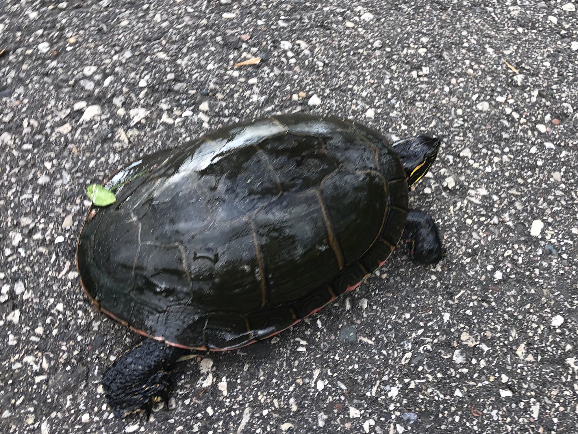Painted Turtle walking along bike path in Oak Savanna in Madison, Wisconsin on July 2, 2019.