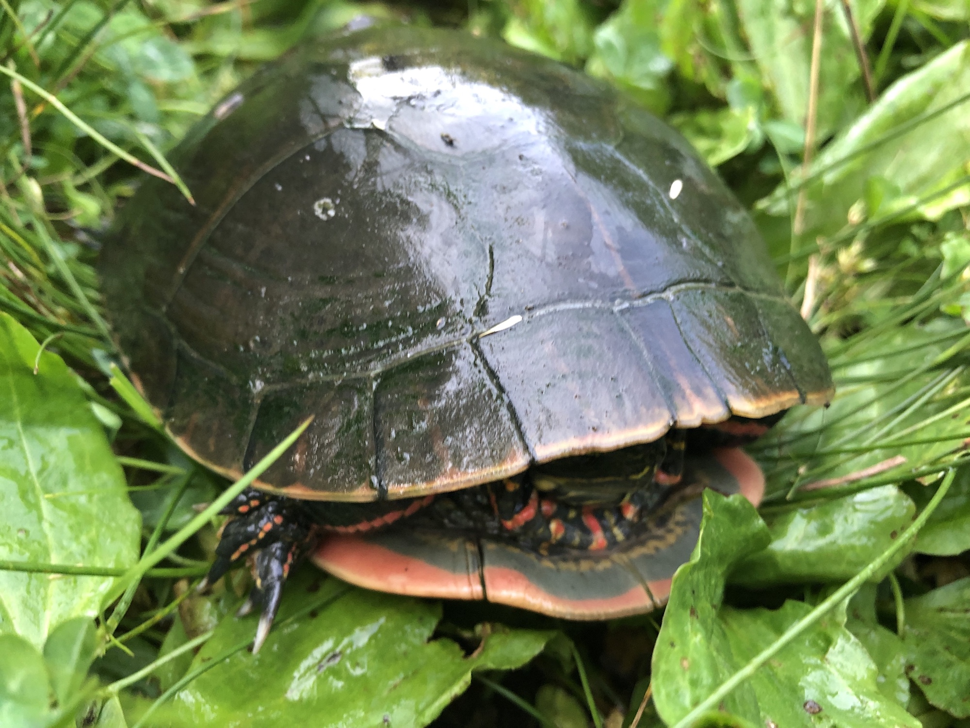 Painted Turtle near Marion Dunn Pond in Madison, Wisconsin on July 7, 2019.