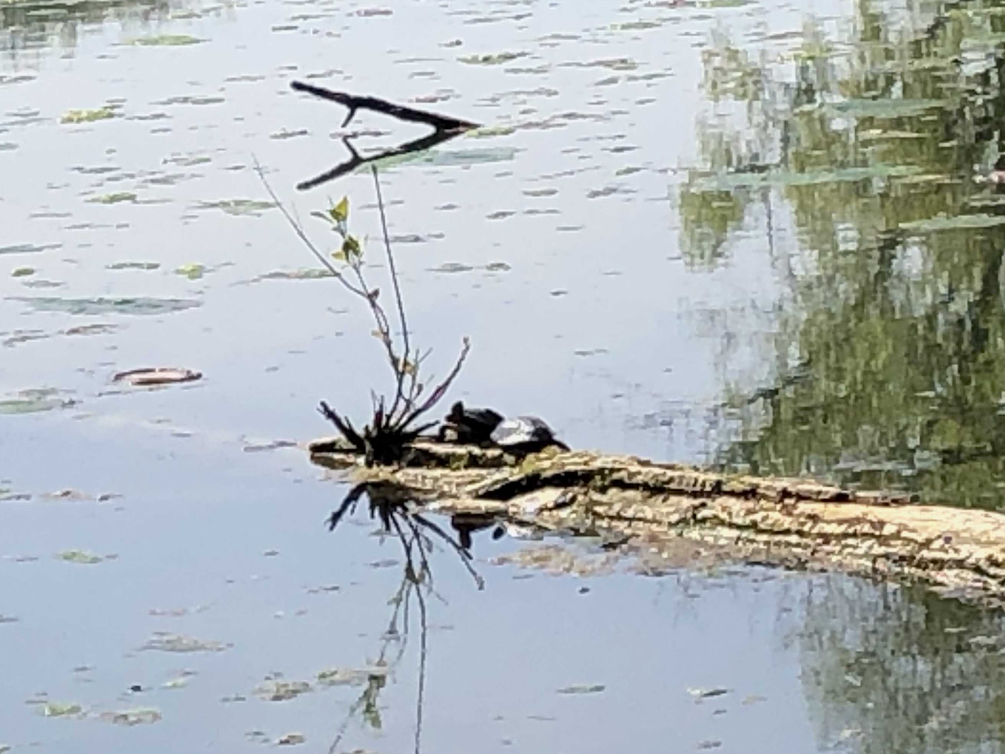 Painted Turtles sunning on log in Ho-Nee-Um Pond on Lake Wingra in Madison, Wisconsin on May 14, 2019.