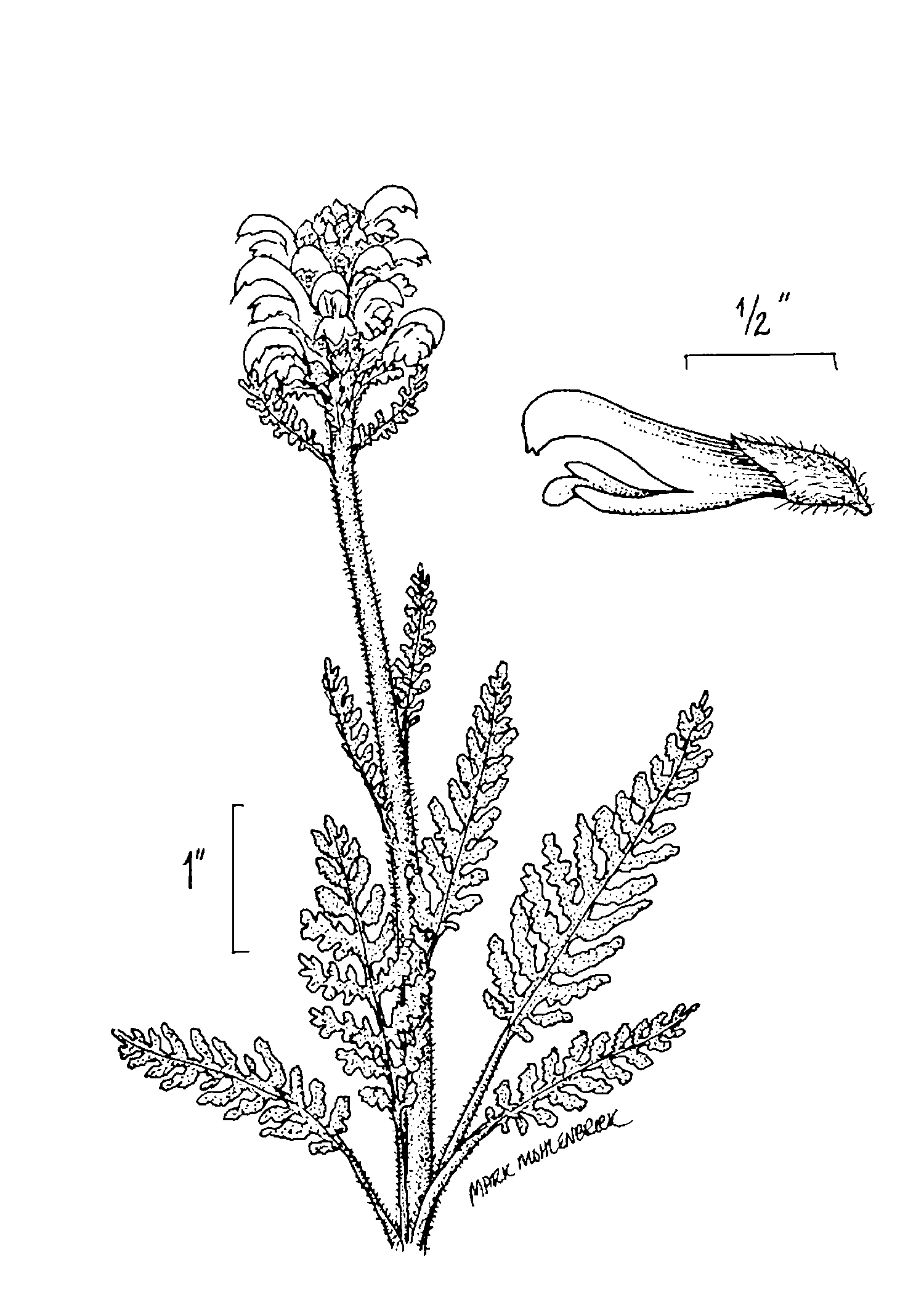 Pedicularis canadensis line drawing from USDA  NRCS, Wetland flora Field office illustrated guide.