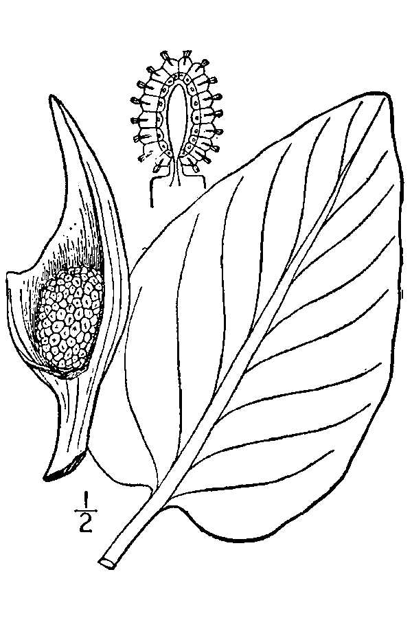 1913 USDA Skunk Cabbage illustration.