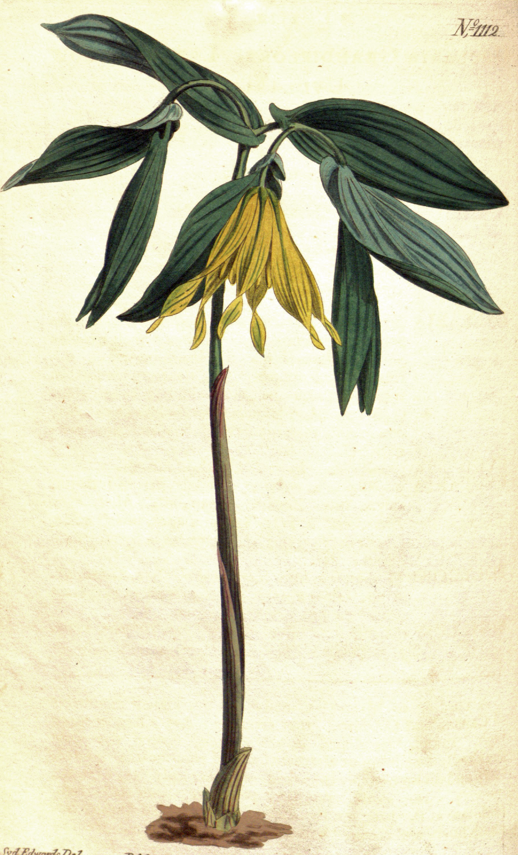 1808 botanical illustration of Bellwort (<i>Uvularia grandiflora<i>) by Sydenham Edwards.