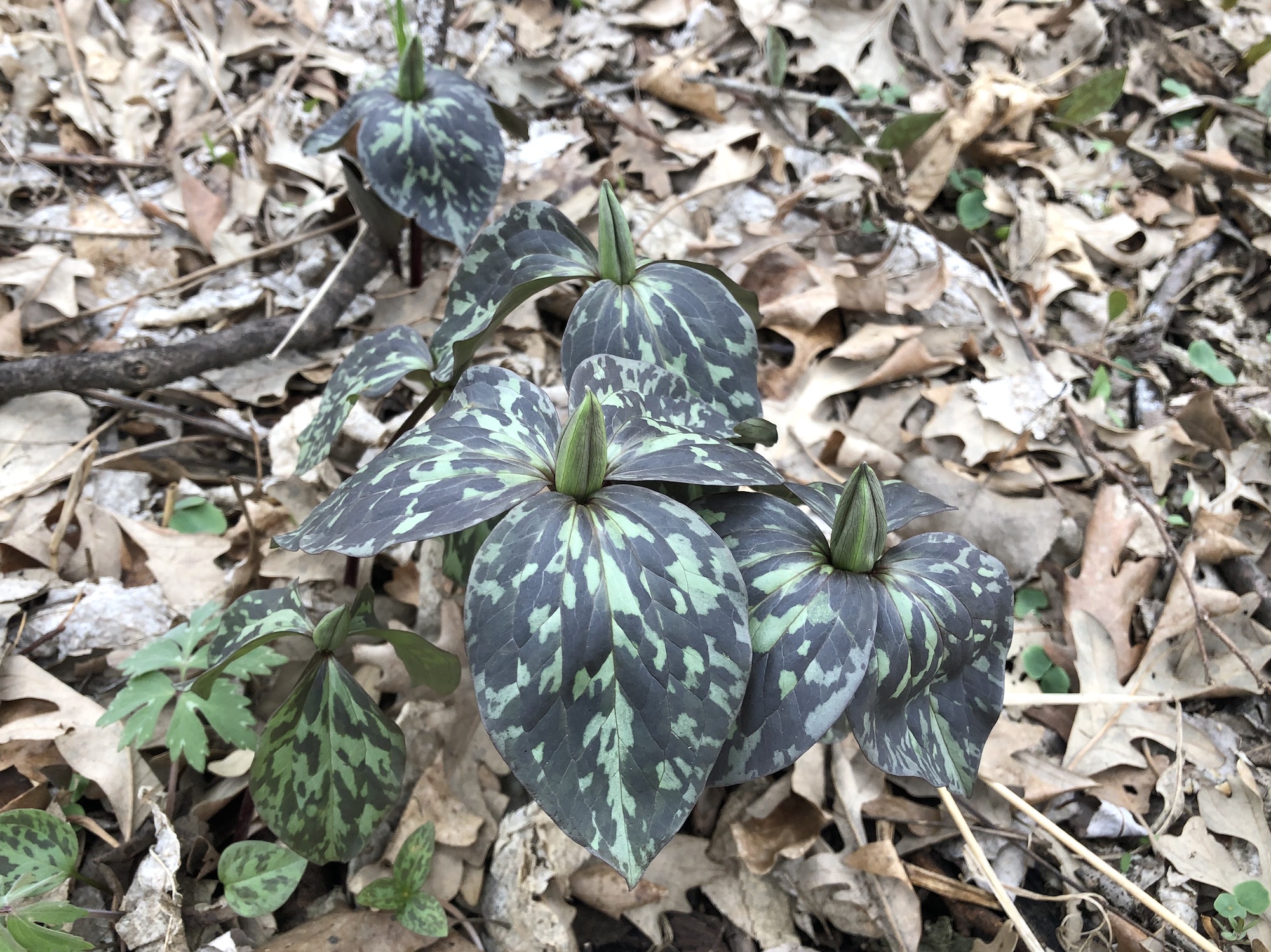 Trillium off of bike path between Marion Dunn and Duck Pond on April 18, 2019.