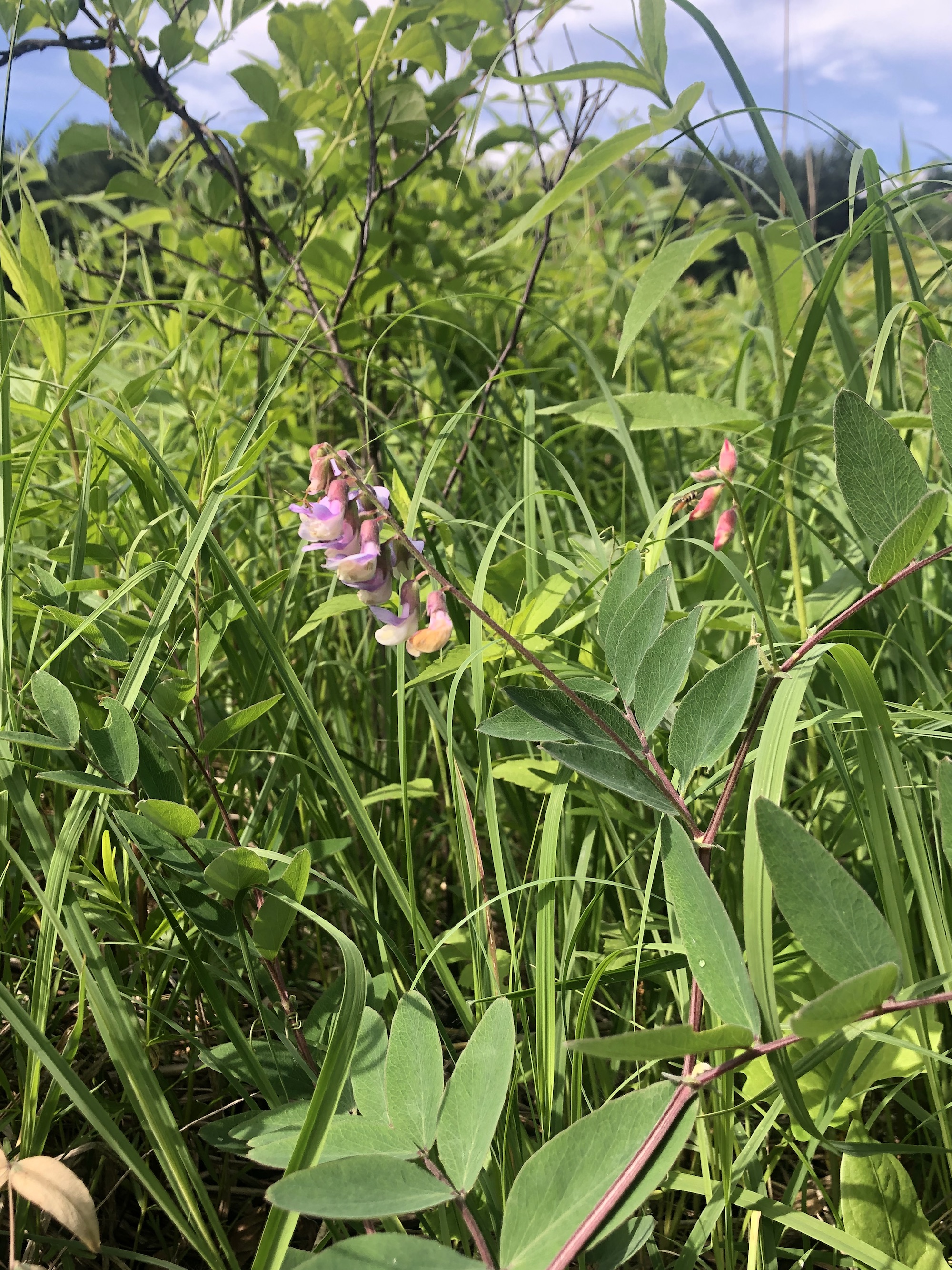 Veiny Pea in the Curtis Prairie in the University of Wisconsin-Madison Arboretum in Madison, Wisconsin on June 9, 2022.