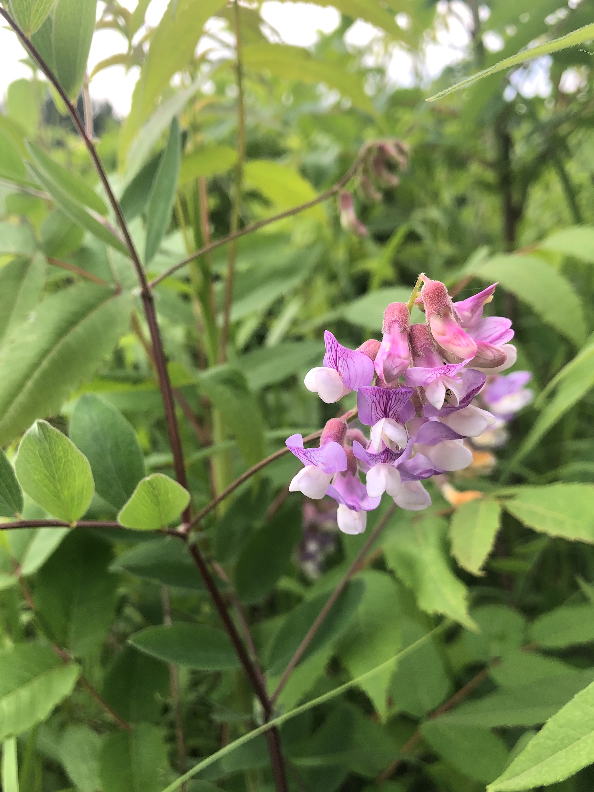 Veiny Pea in the Curtis Prairie in the University of Wisconsin-Madison Arboretum in Madison, Wisconsin on June 7, 2022.