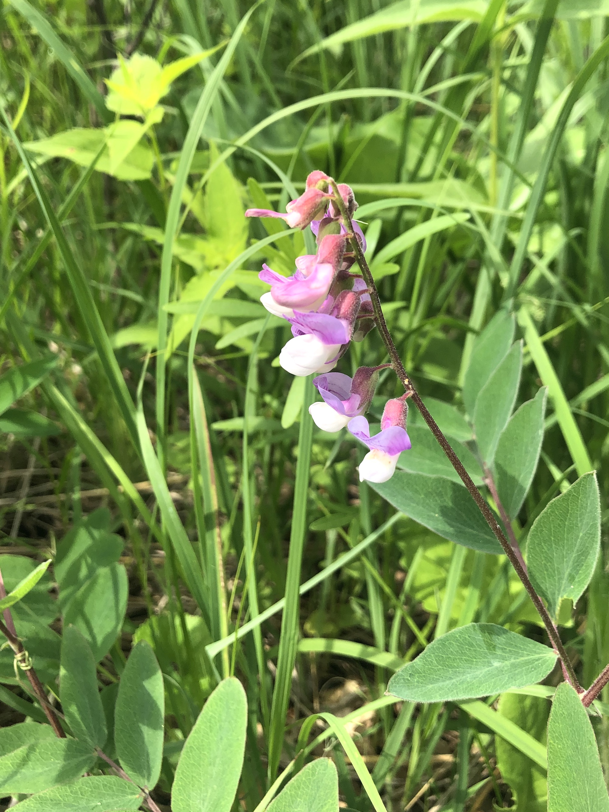 Veiny Pea in the Curtis Prairie in the University of Wisconsin-Madison Arboretum in Madison, Wisconsin on June 7, 2022.