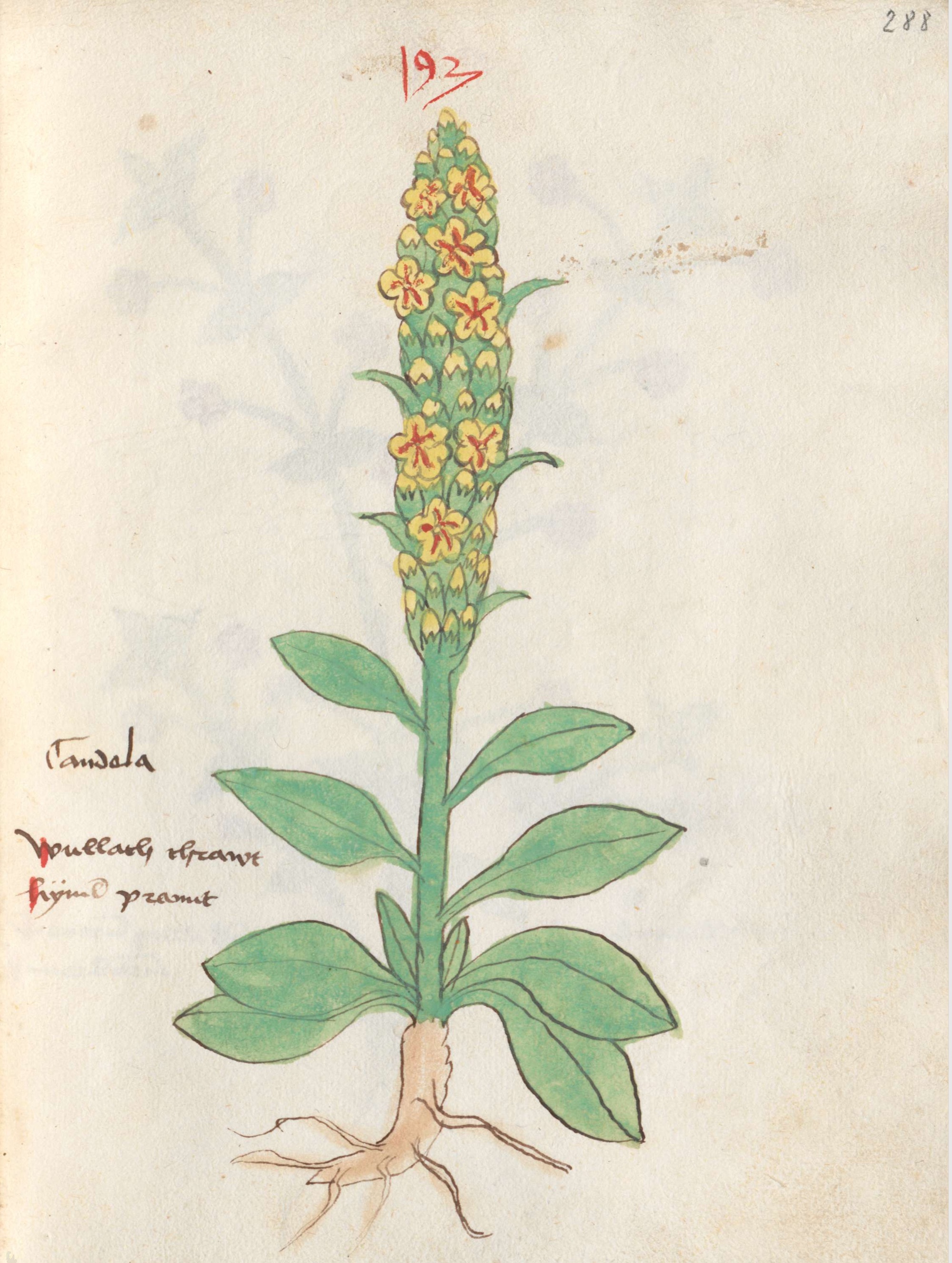 Common Mullein 1497 botanical illustration.