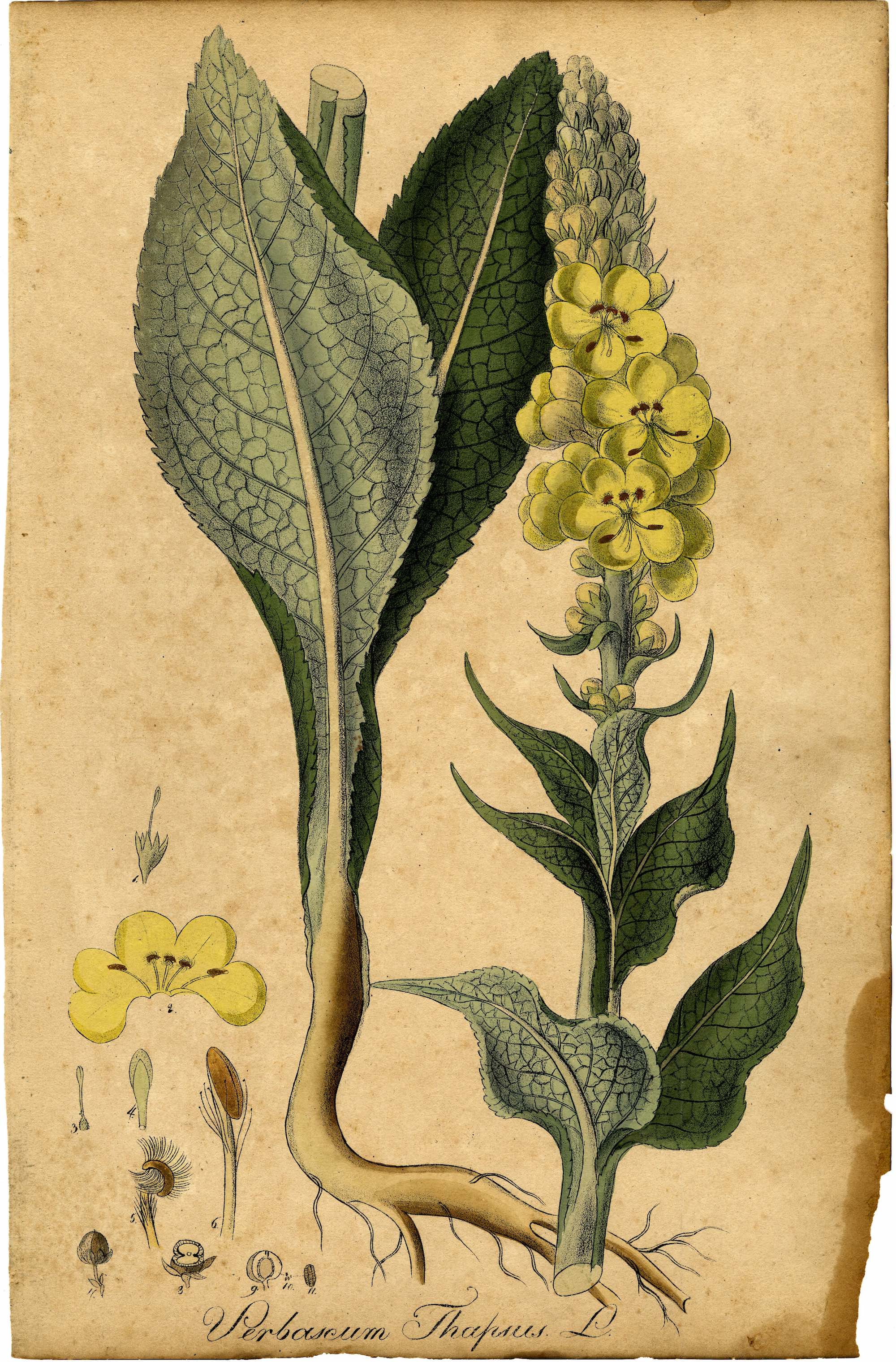 Common Mullein 1828 botanical illustration.
