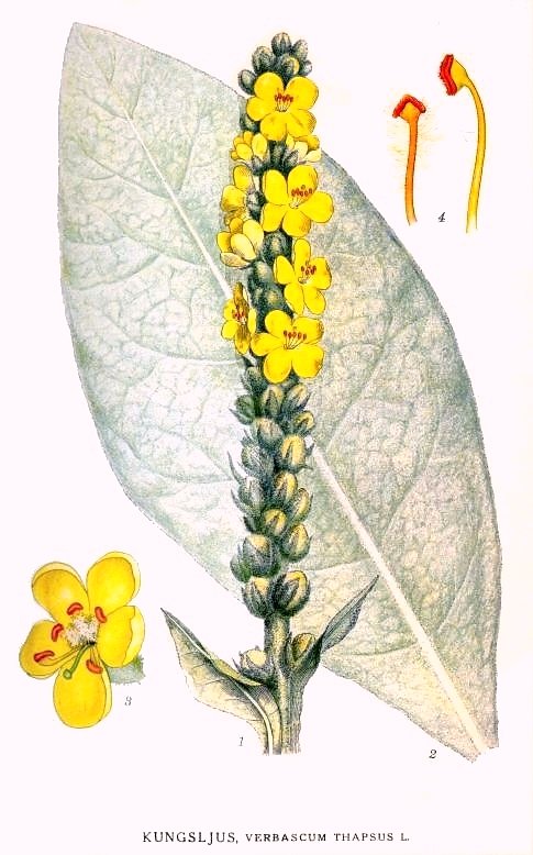 Common Mullein botanical illustration.