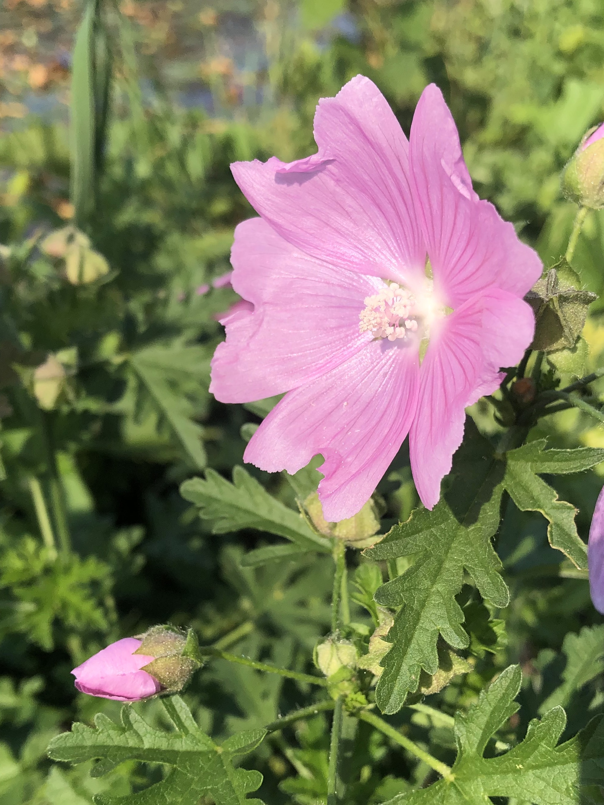 Vervain Mallow on the shore of Lake Wingra in Vilas Park in Madison, Wisconsin on September 10, 2021.