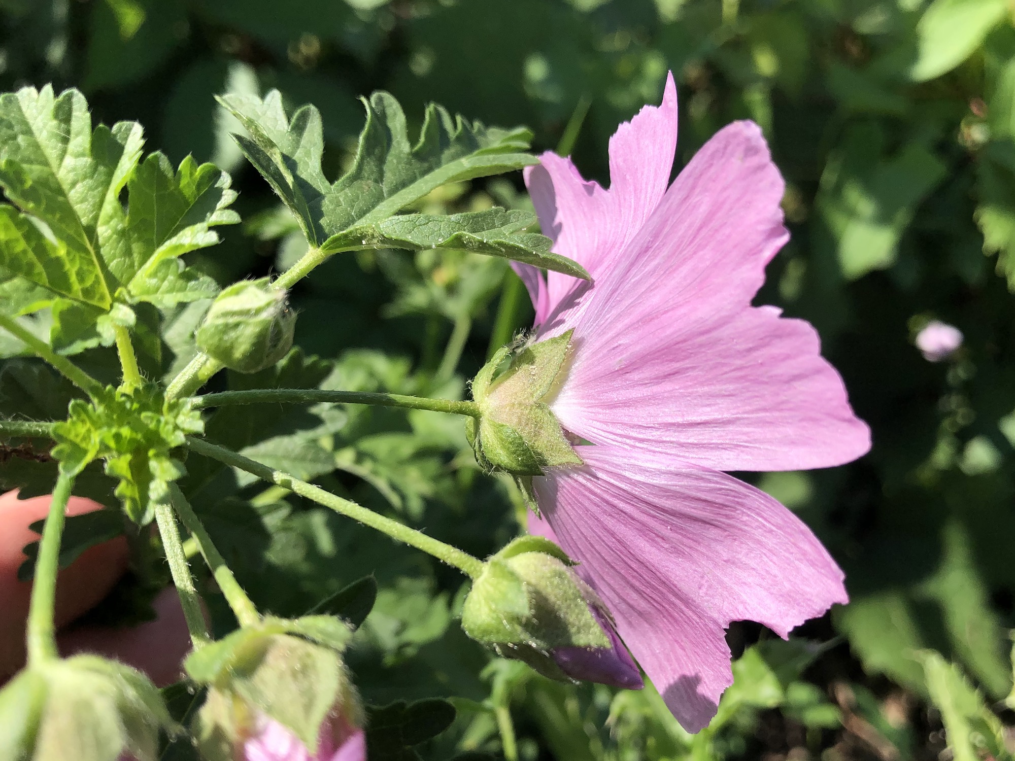 Vervain Mallow bracts on the shore of Lake Wingra in Vilas Park in Madison, Wisconsin on September 5, 2021.