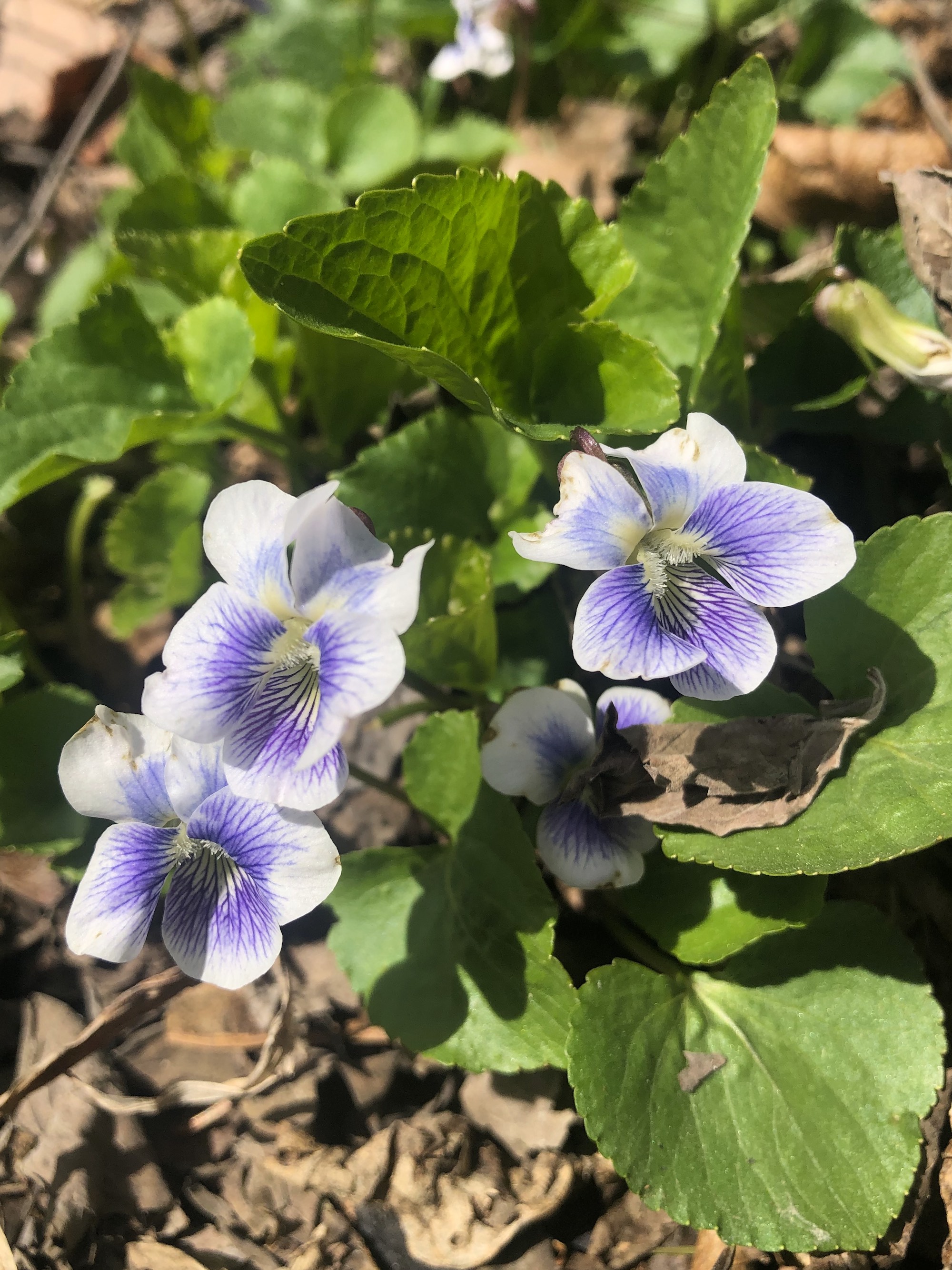 Violet in Agawa Path in Madison, Wisconsin on April 17, 2021.