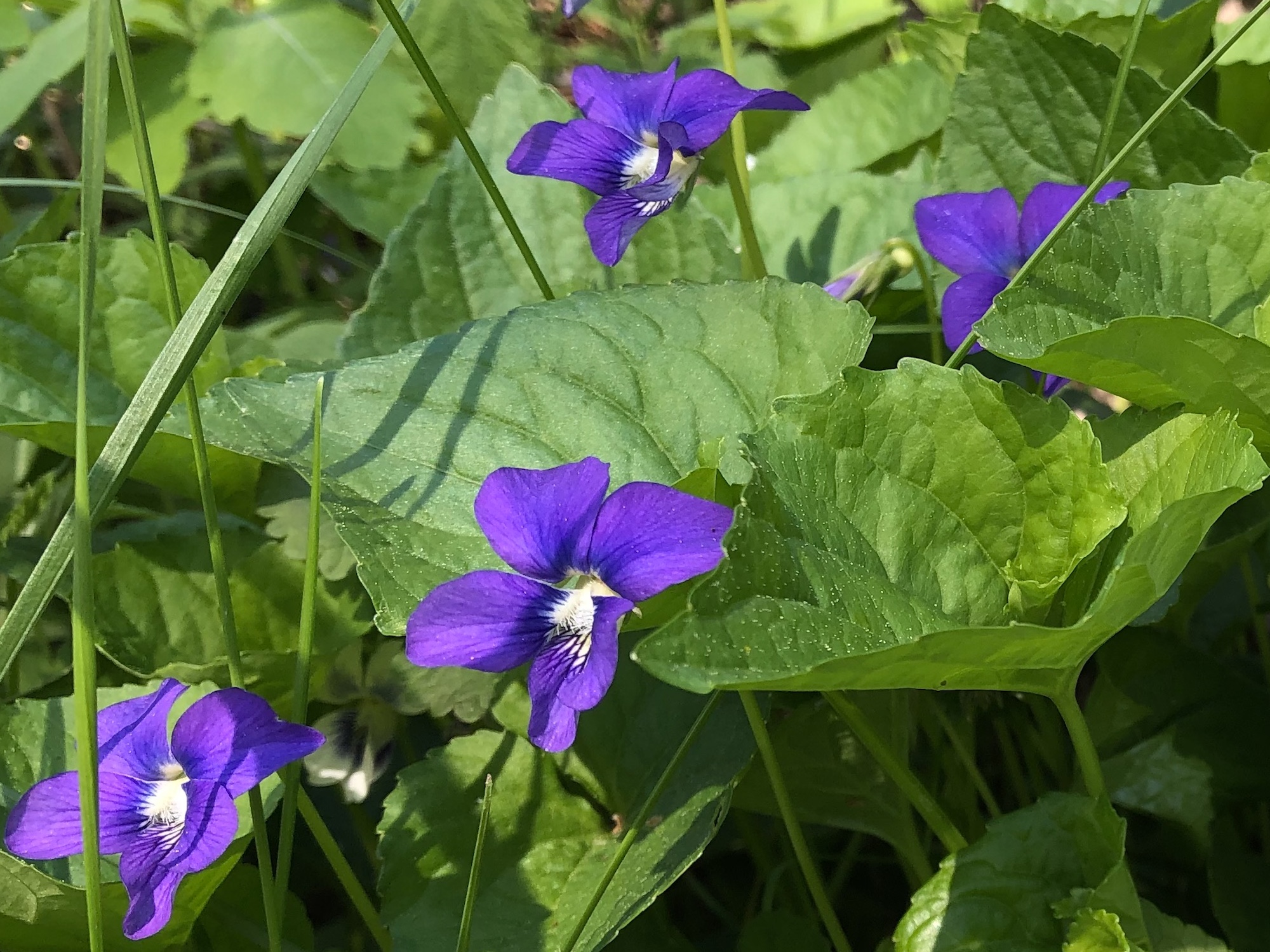 Wood Violets near the Duck Pond on May 14, 2019.