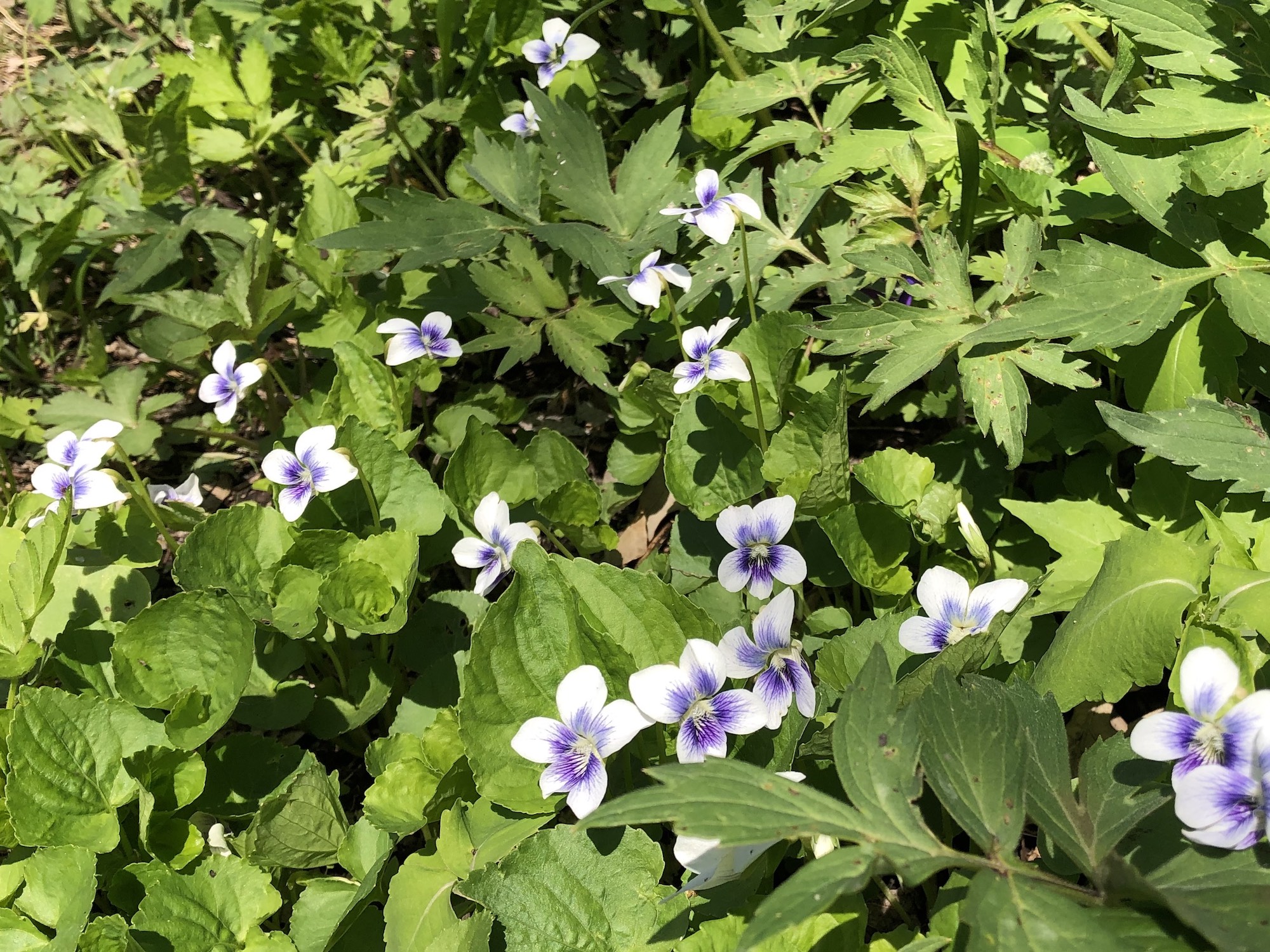 Wood Violets near the Duck Pond on May 5, 2019.