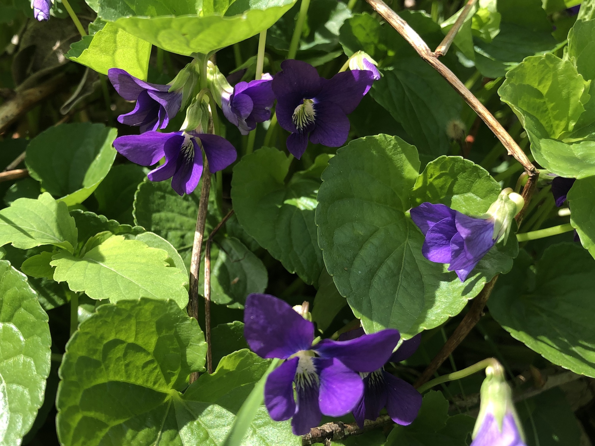 Wood Violets near Council Ring, the Oak Savanna and the Duck Pond on May 7, 2019.