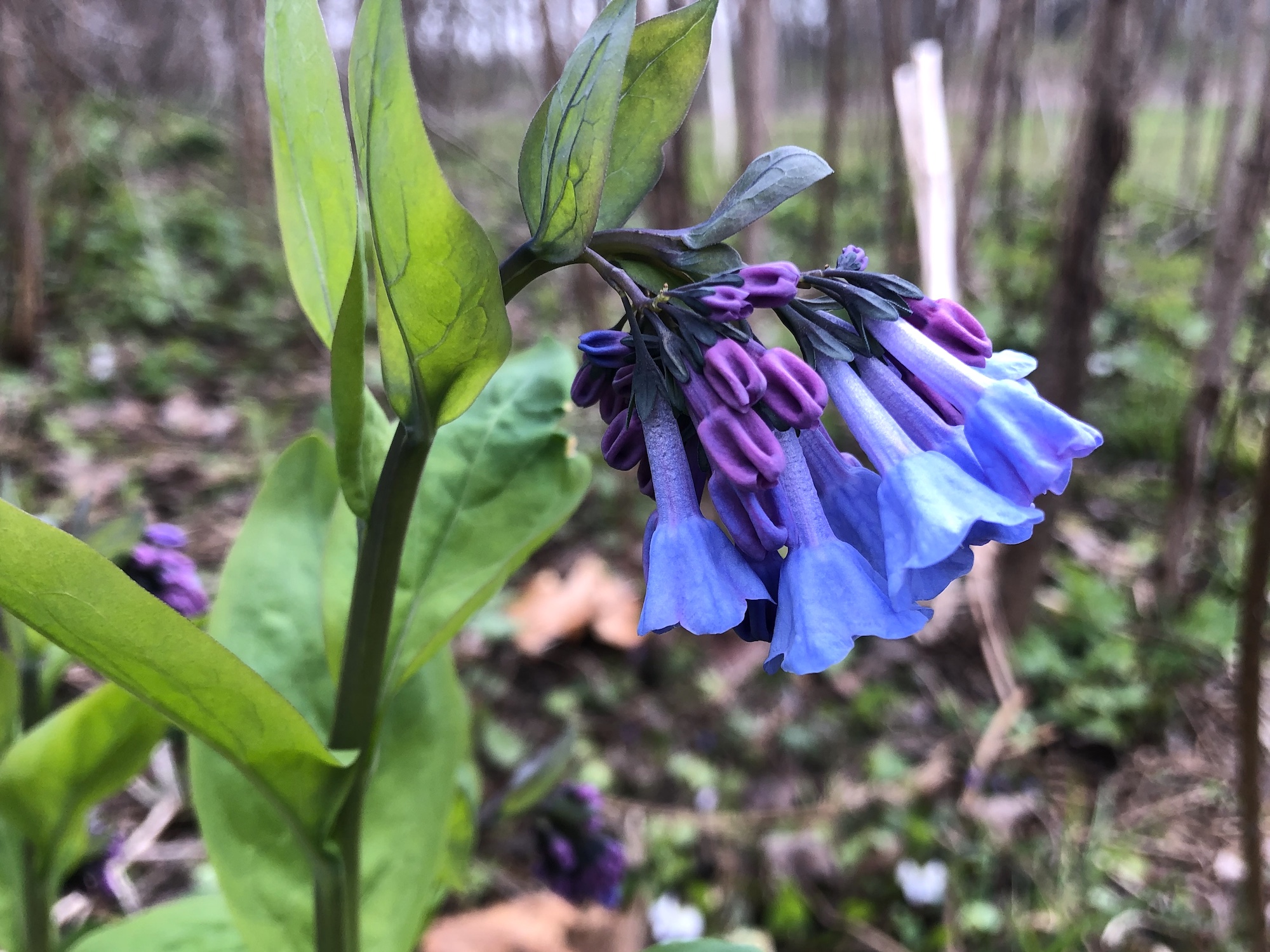 Virginia Bluebells in woods between Marion Dunn and Oak Savanna in Madison, Wisconsin on April 25, 2020.