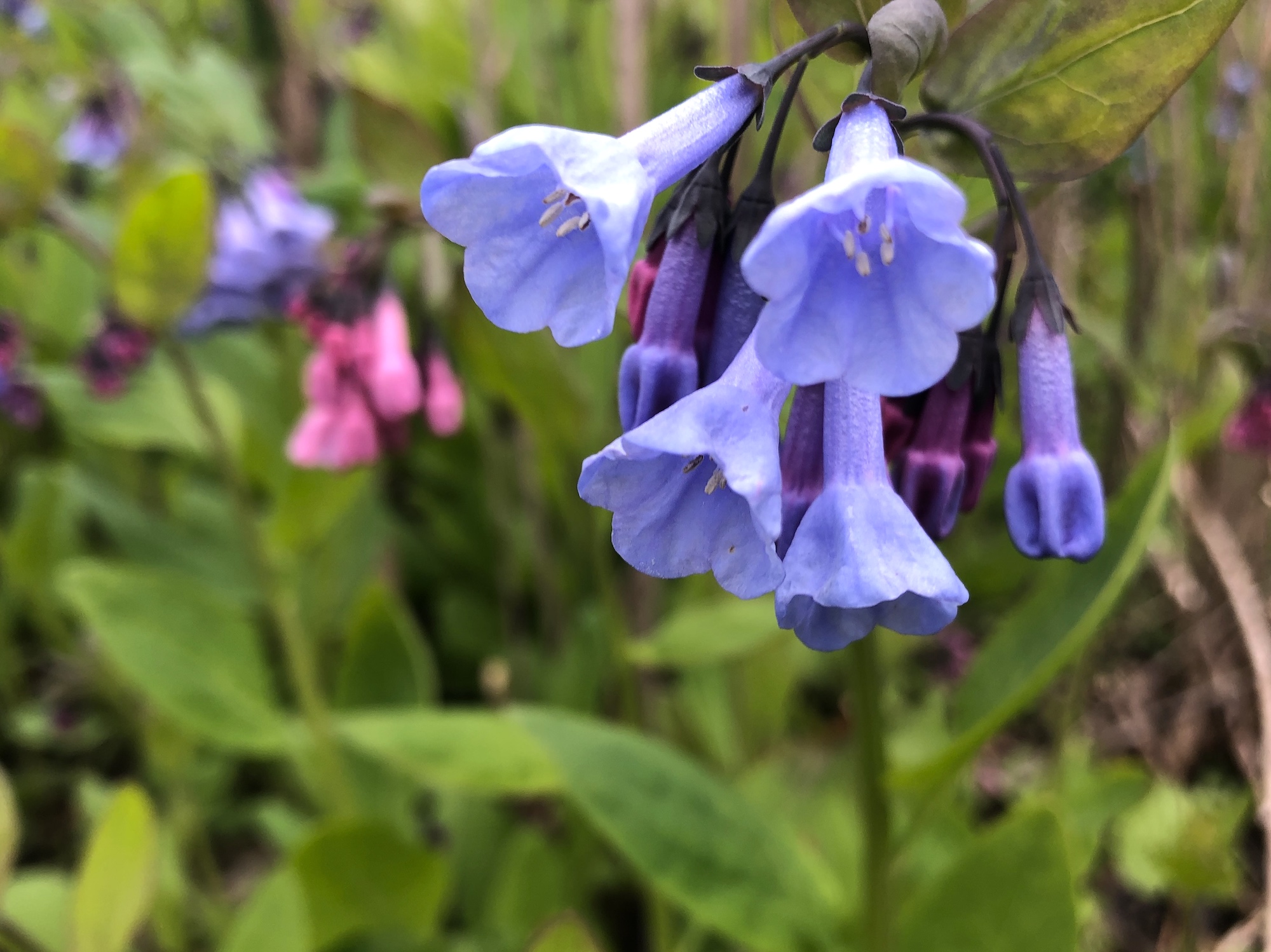 Virginia Bluebells in woods between Marion Dunn and Oak Savanna in Madison, Wisconsin on April 25, 2020.
