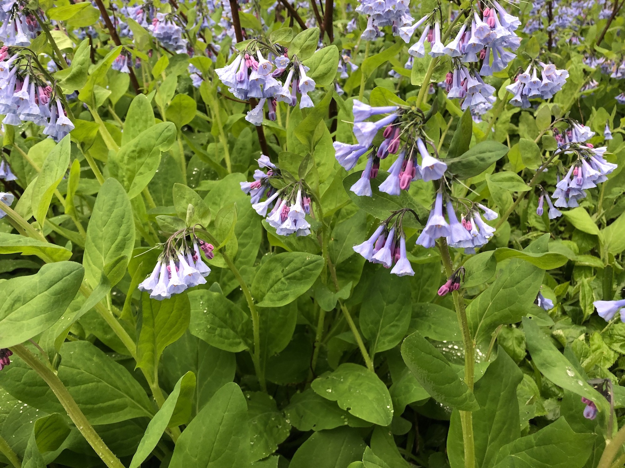 Virginia Bluebells around the Duck Pond on May 6, 2019.
