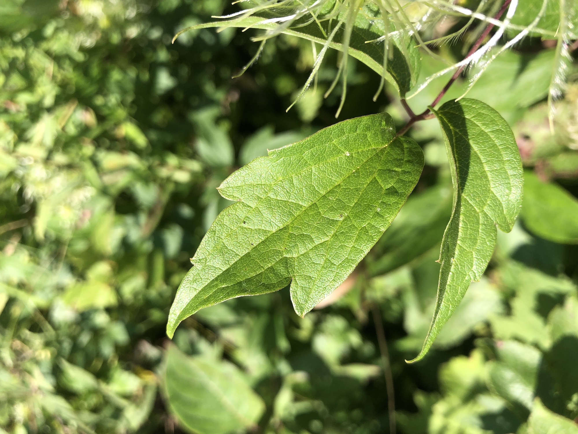 Virgin's Bower leaf in UW Arboretum's Curtis Prairie in Madison, Wisconsin on September 9, 2022.