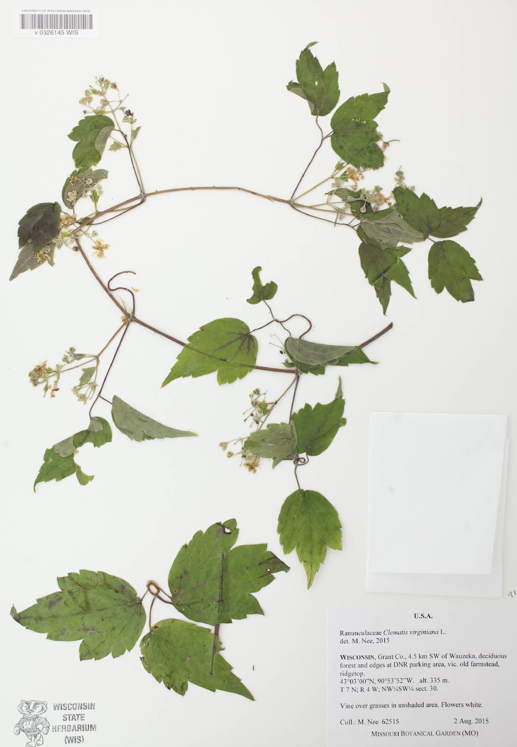 Virgin's Bower specimen collected in Grant County on August 2, 2015.