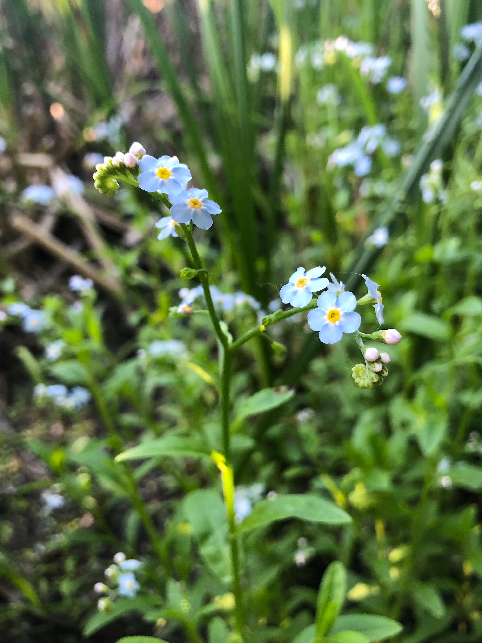 True Forget-me-not near cattails at Pickford Street stormwater outflow into Lake Wingra in Madison, Wisconsin on June 8, 2020.